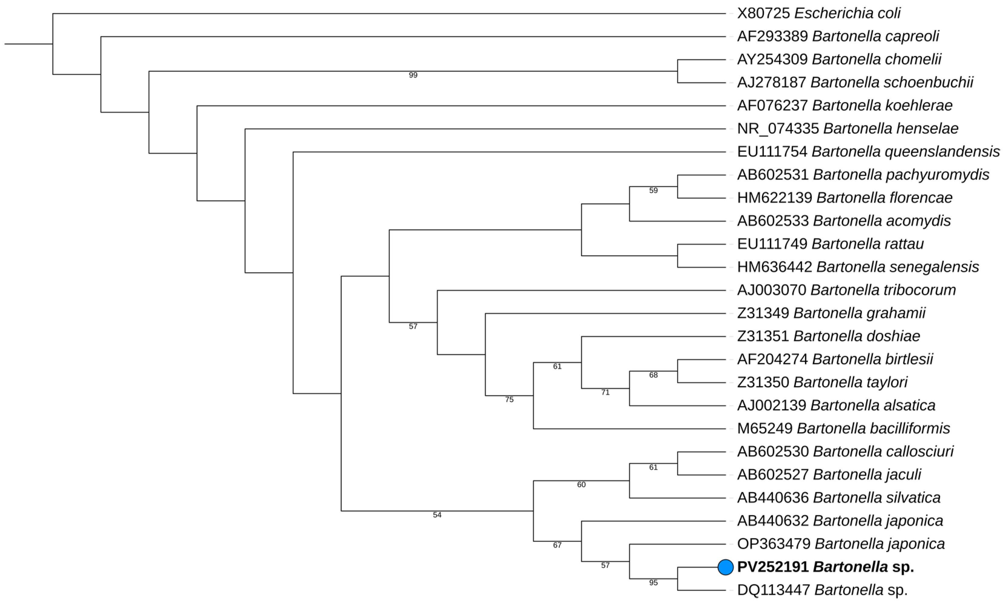 Vetsci 12 00405 g001