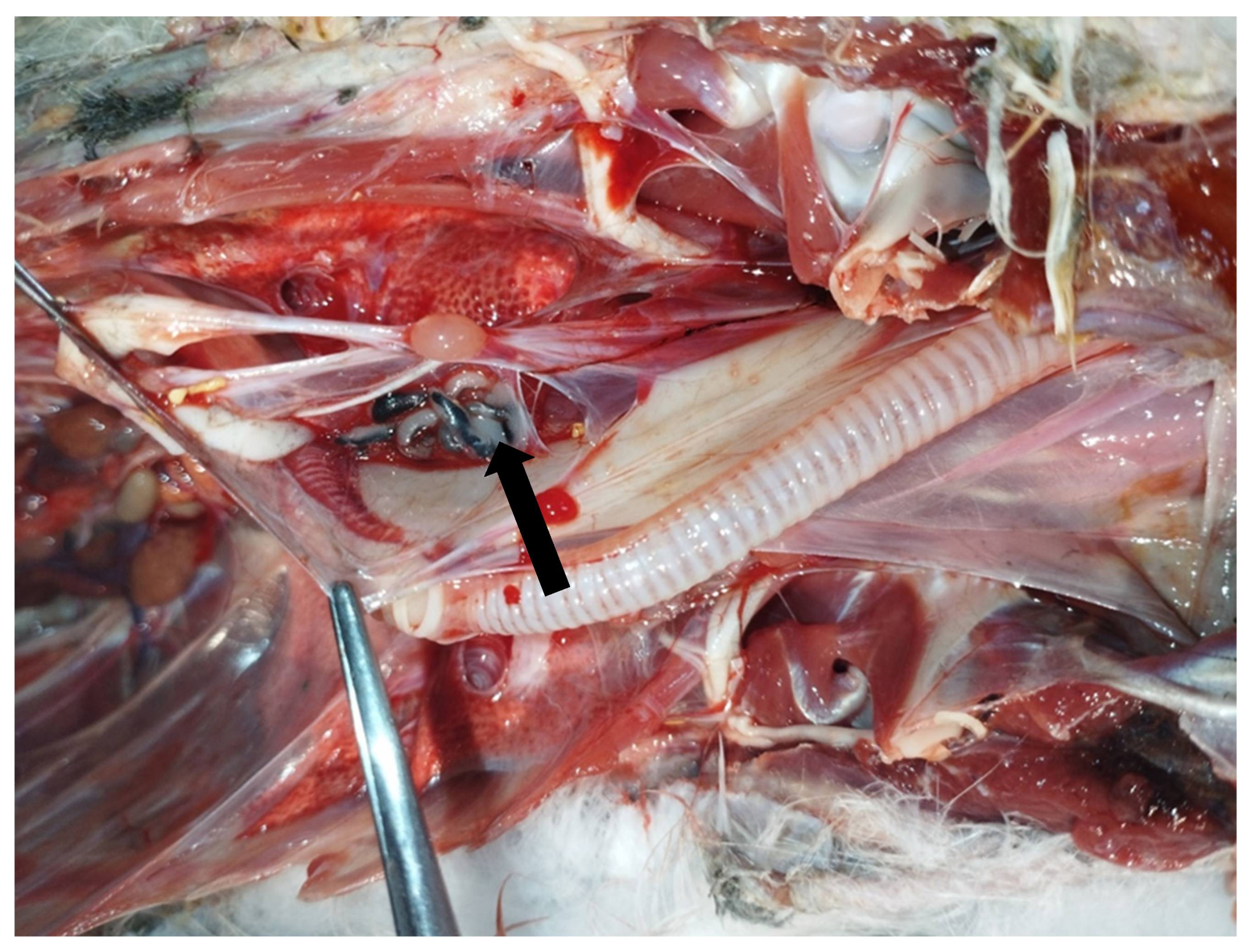 Vetsci 12 00411 g001 Vetsci 12 00411 g001