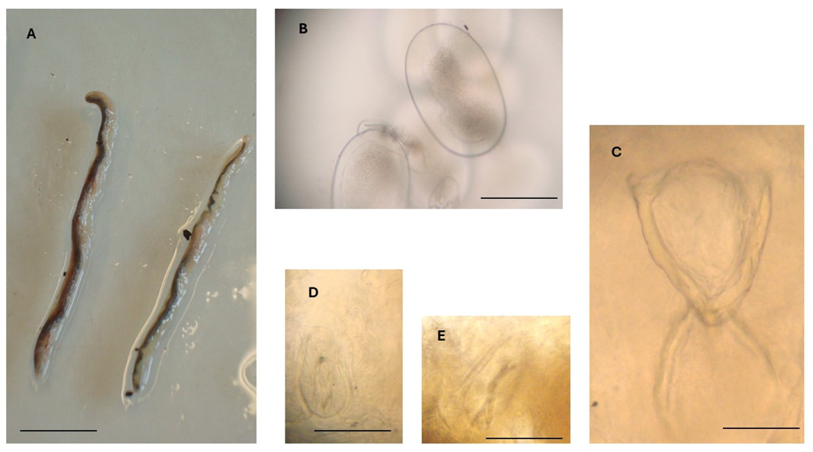 Vetsci 12 00411 g003 Vetsci 12 00411 g003