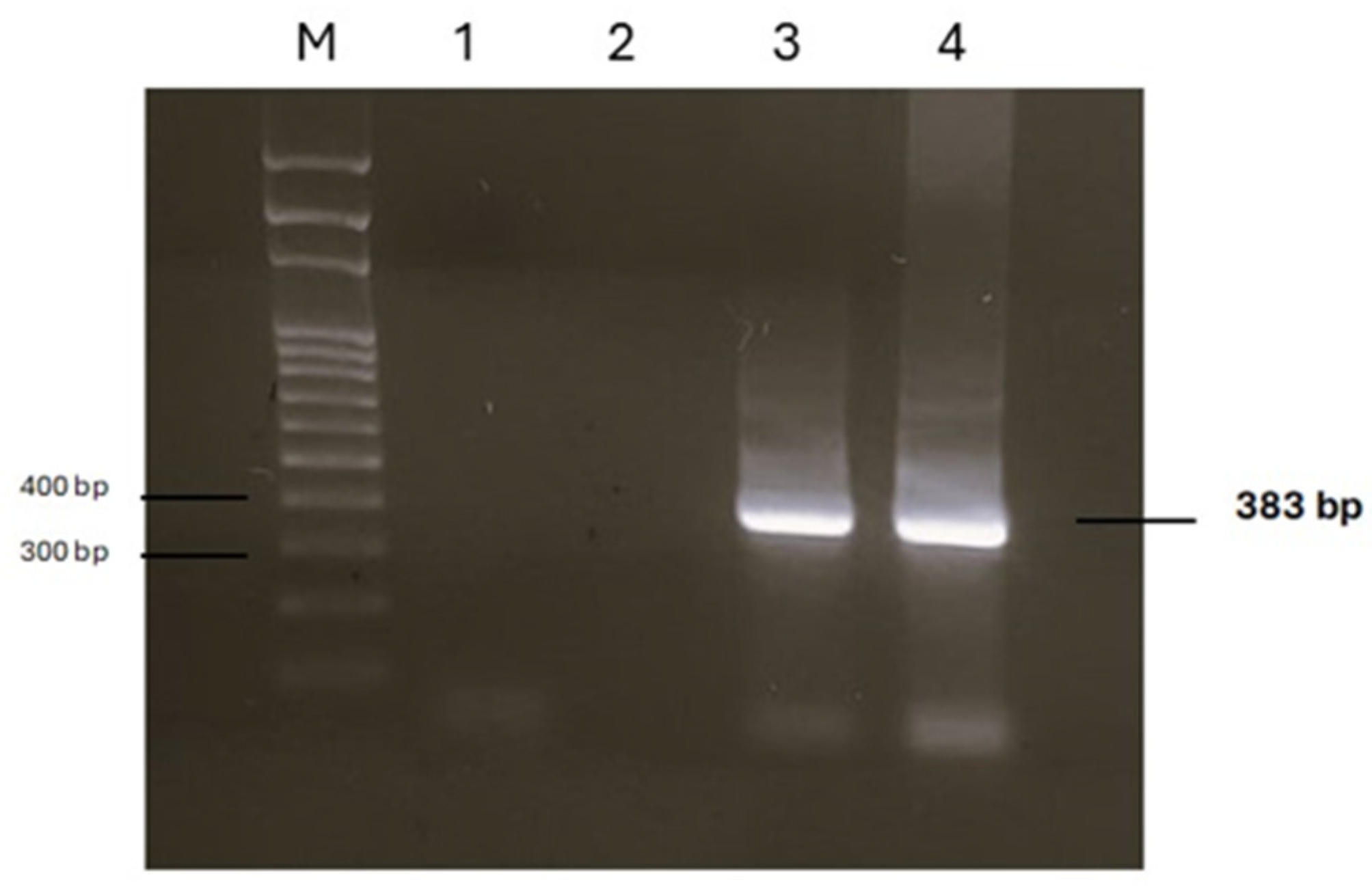 Vetsci 12 00411 g004 Vetsci 12 00411 g004