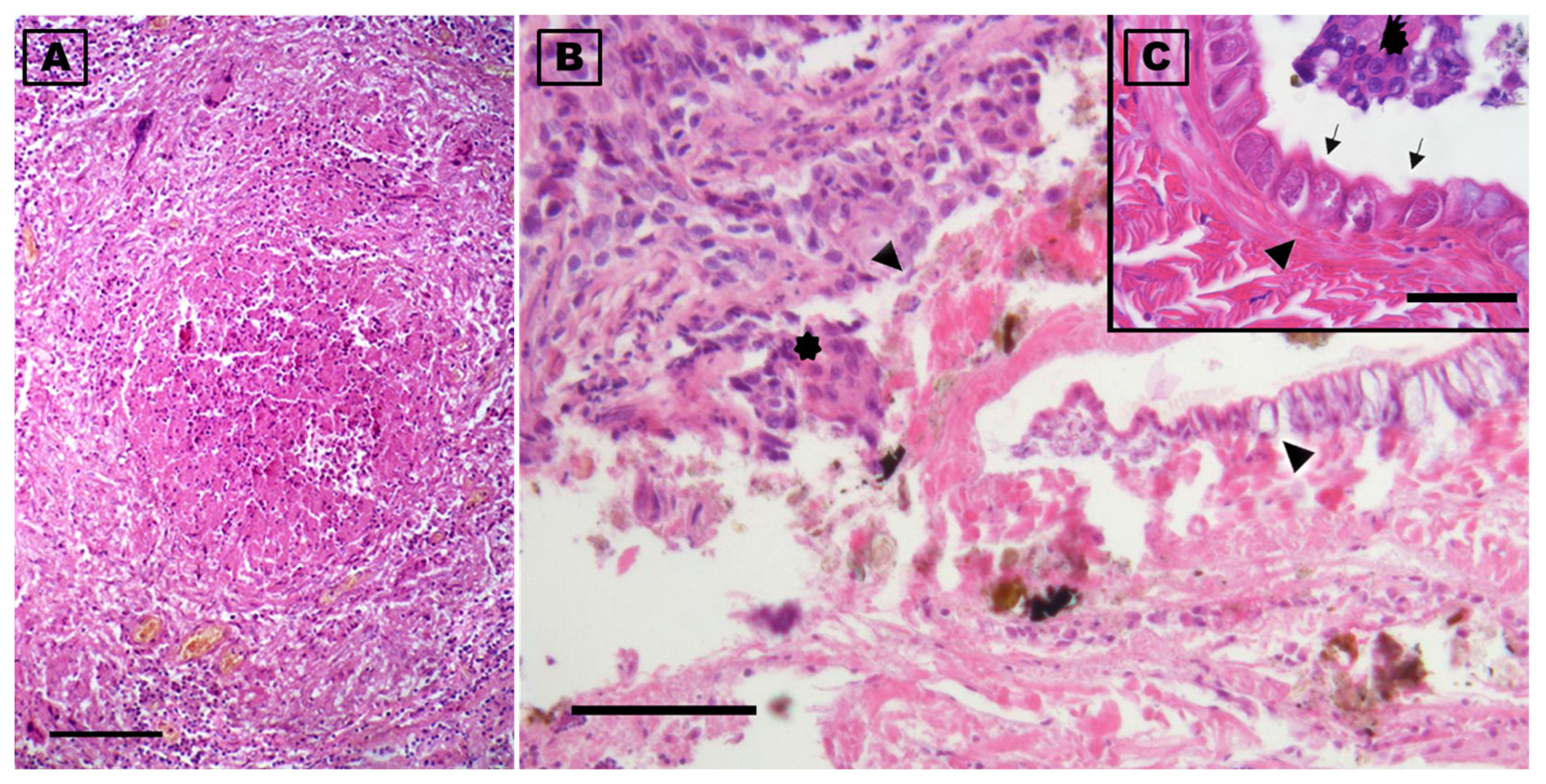 Vetsci 12 00411 g006 Vetsci 12 00411 g006