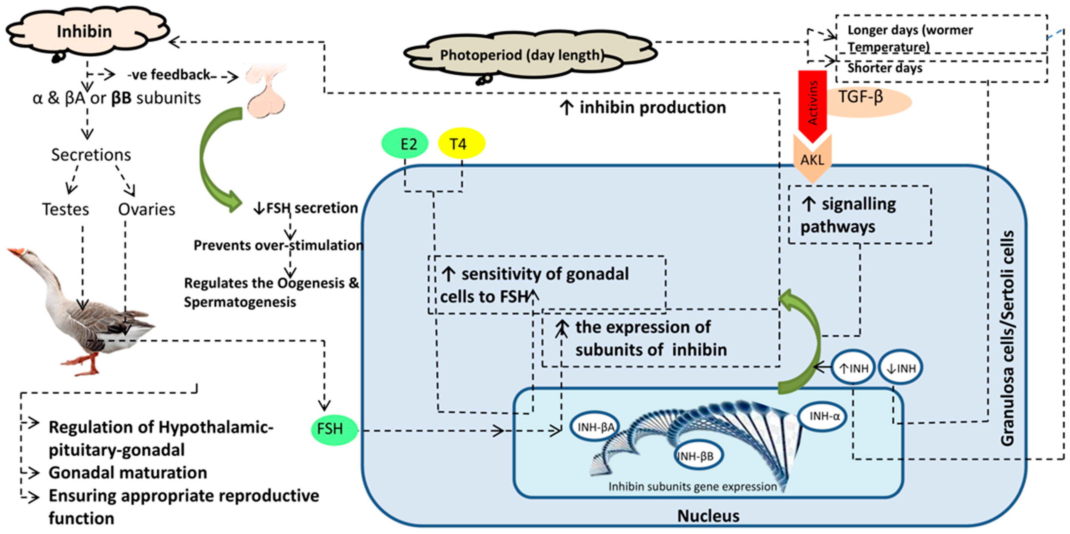 Vetsci 12 00413 g001