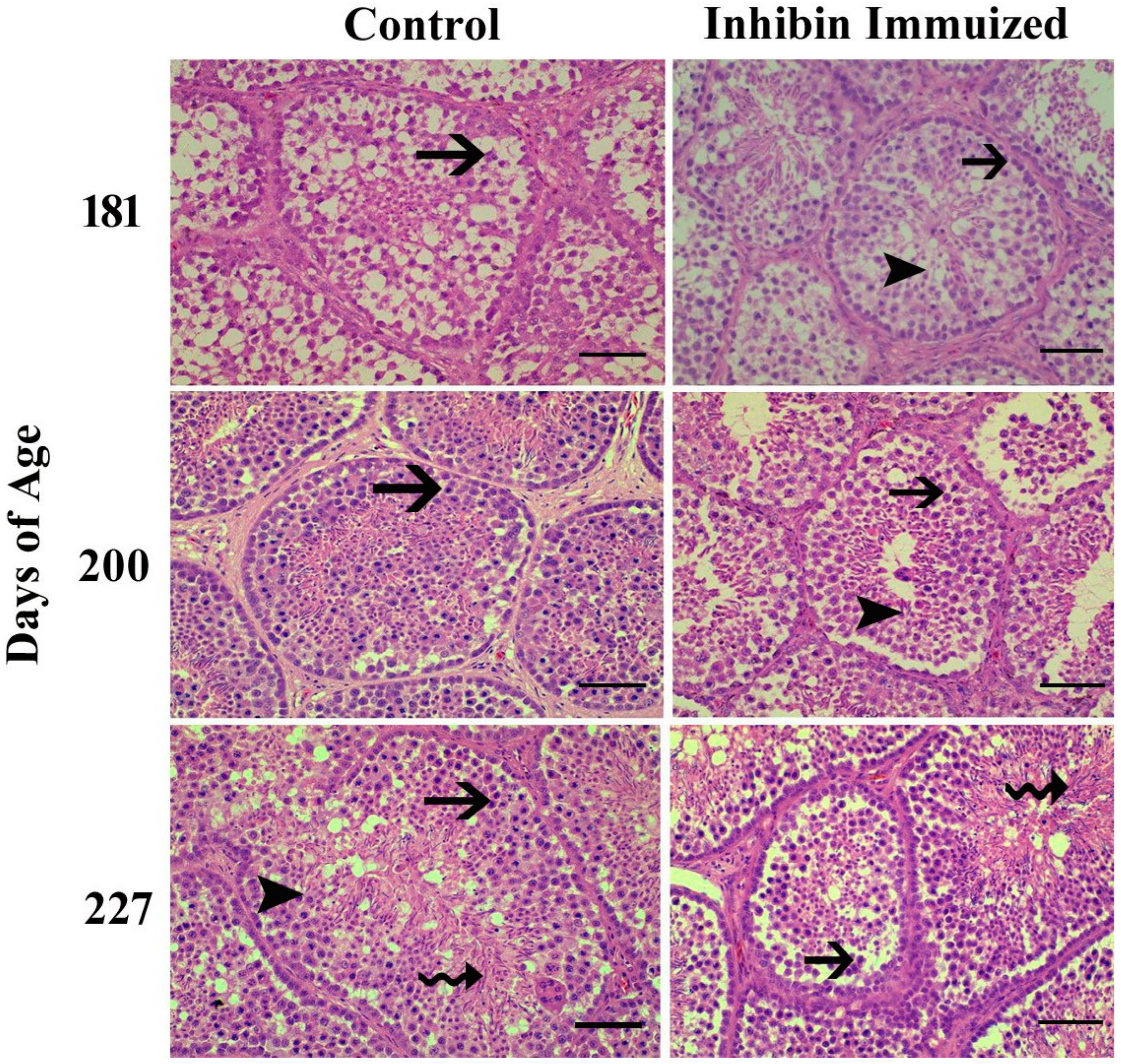 Vetsci 12 00413 g003