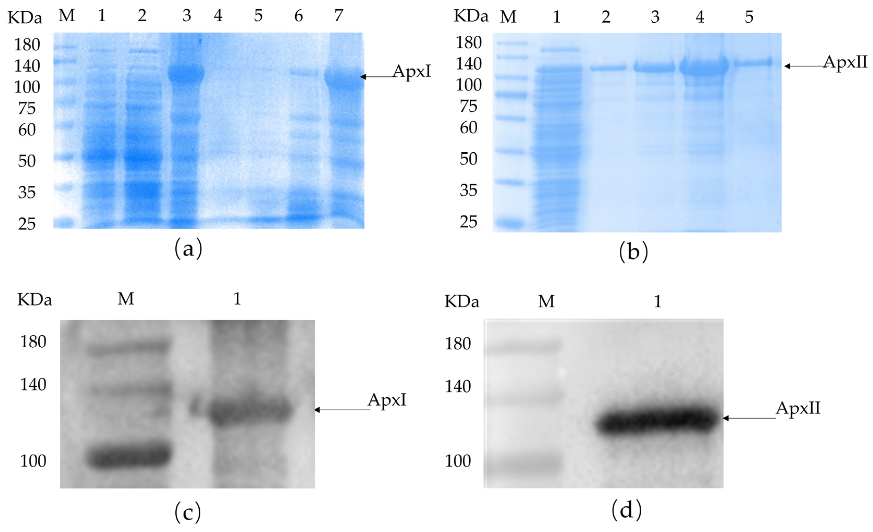 Vetsci 12 00414 g001