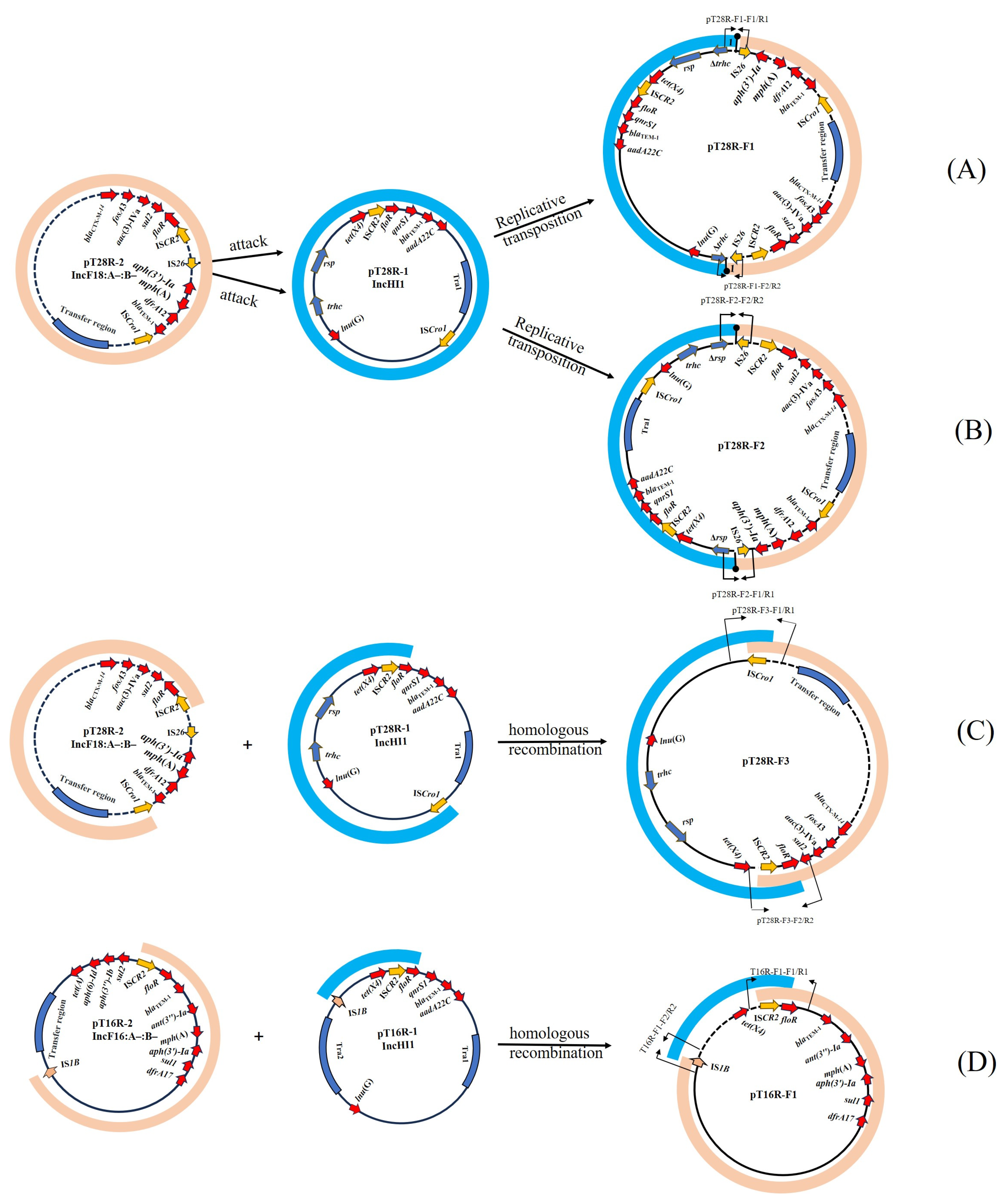 Vetsci 12 00418 g001