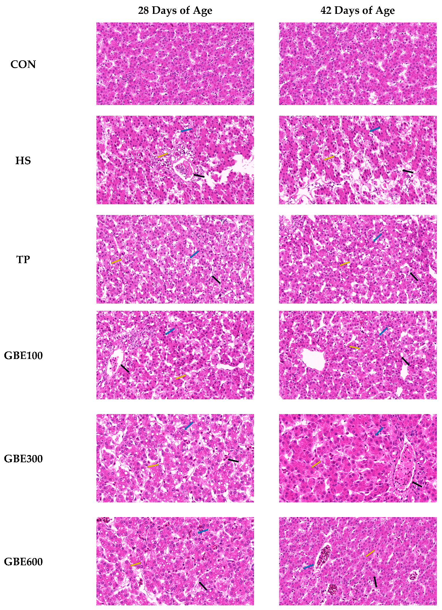 Vetsci 12 00424 g001
