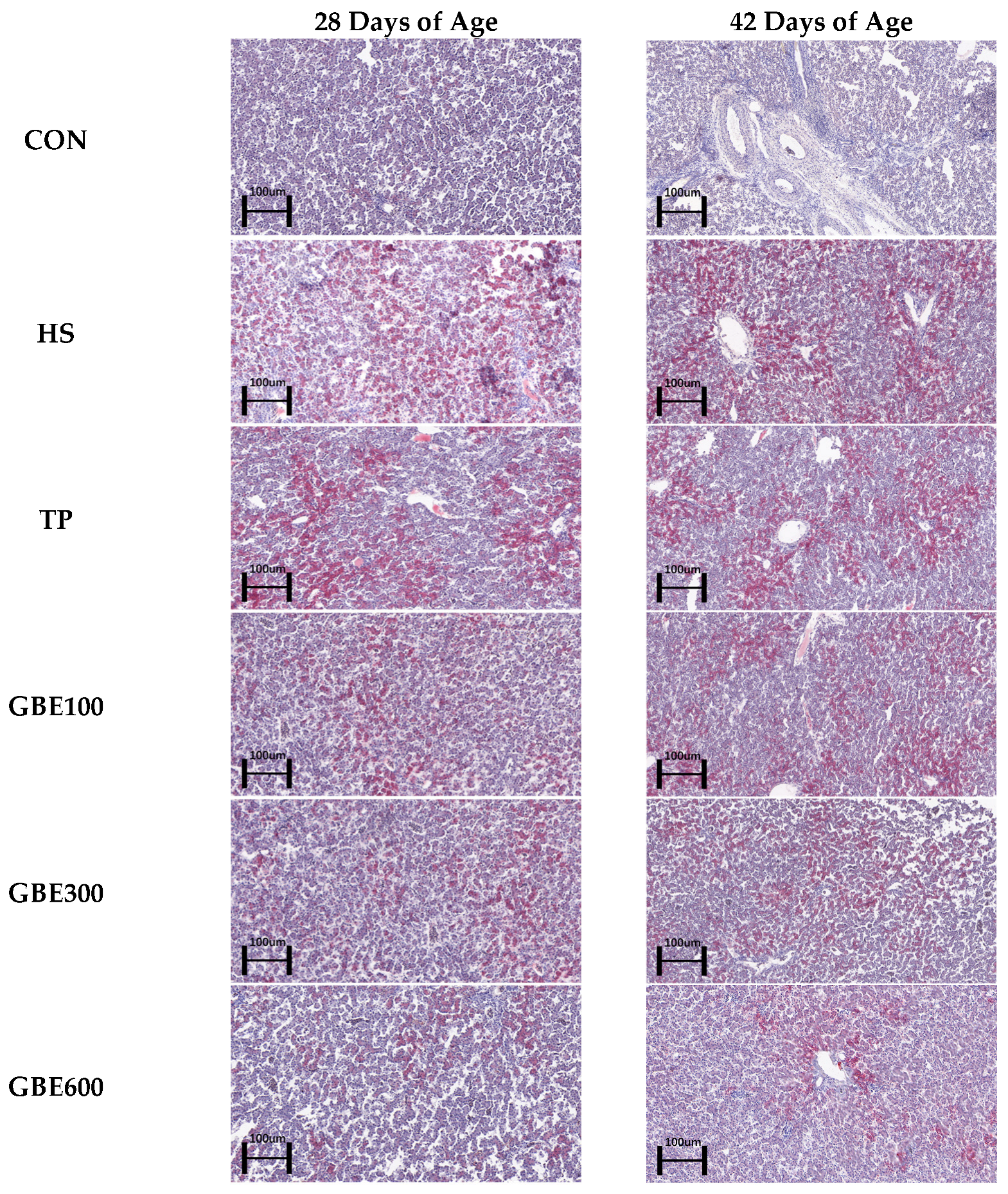 Vetsci 12 00424 g002