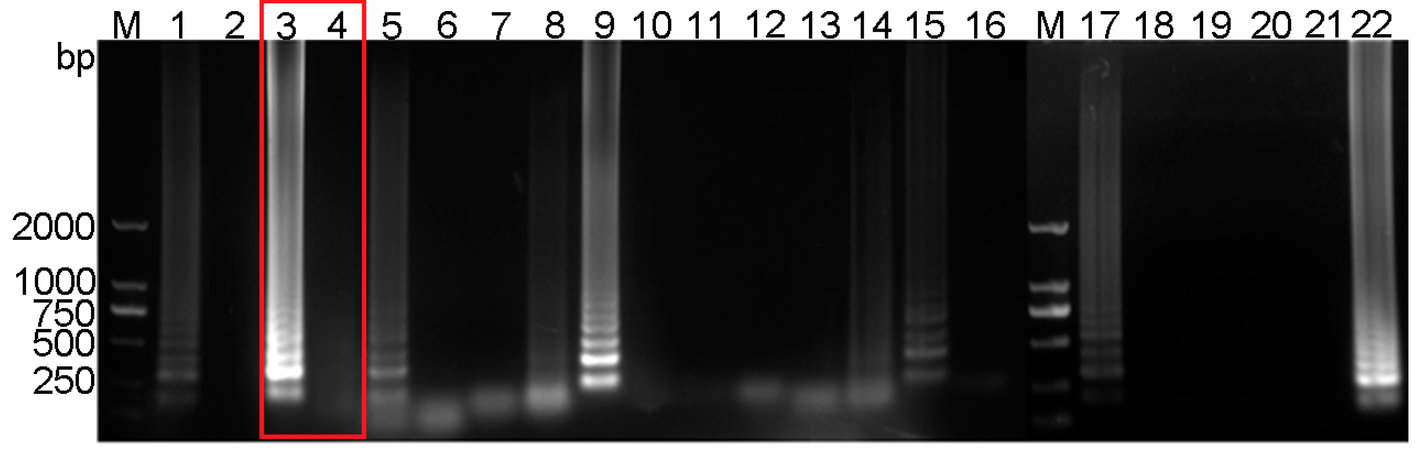 Vetsci 12 00427 g002