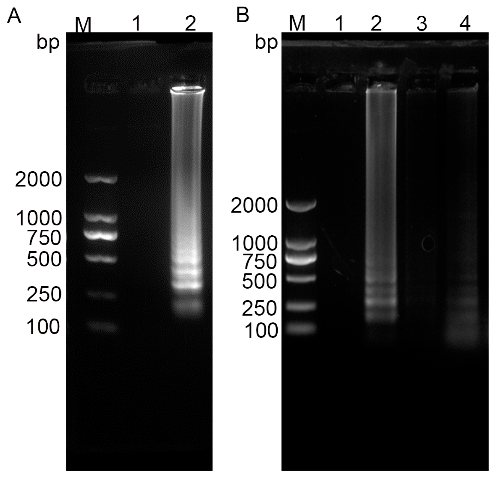 Vetsci 12 00427 g003