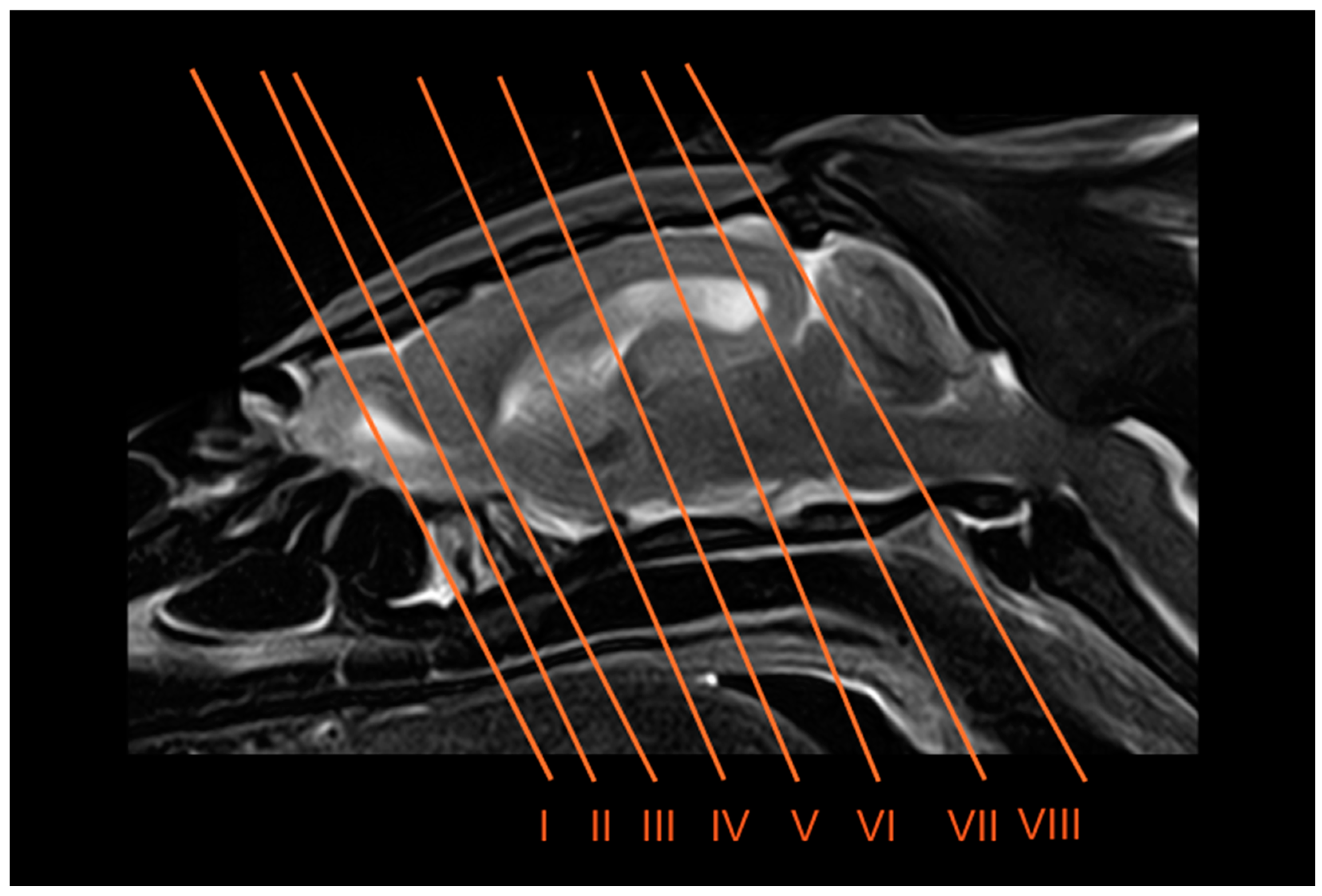 Vetsci 12 00433 g001