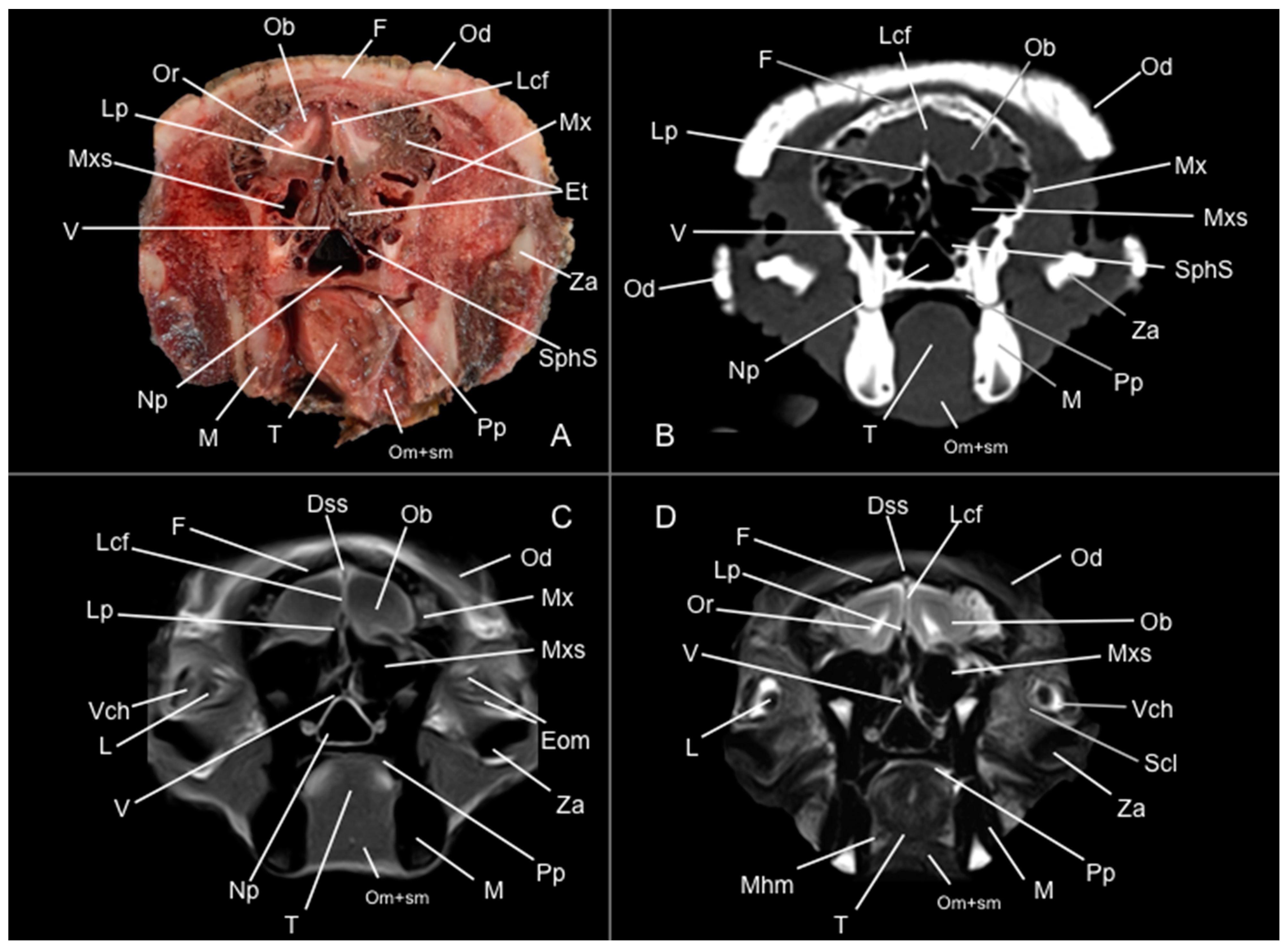 Vetsci 12 00433 g002