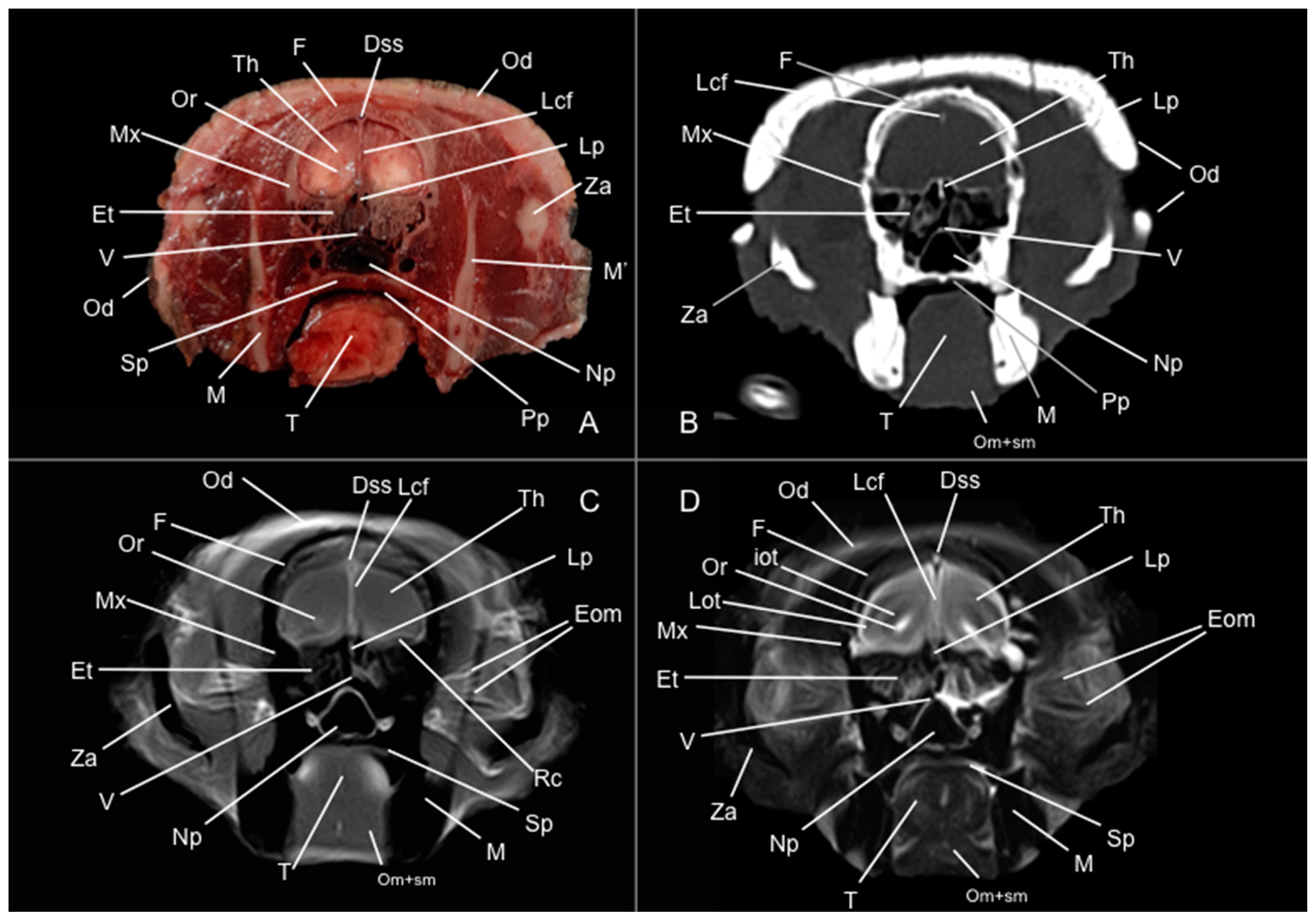 Vetsci 12 00433 g003