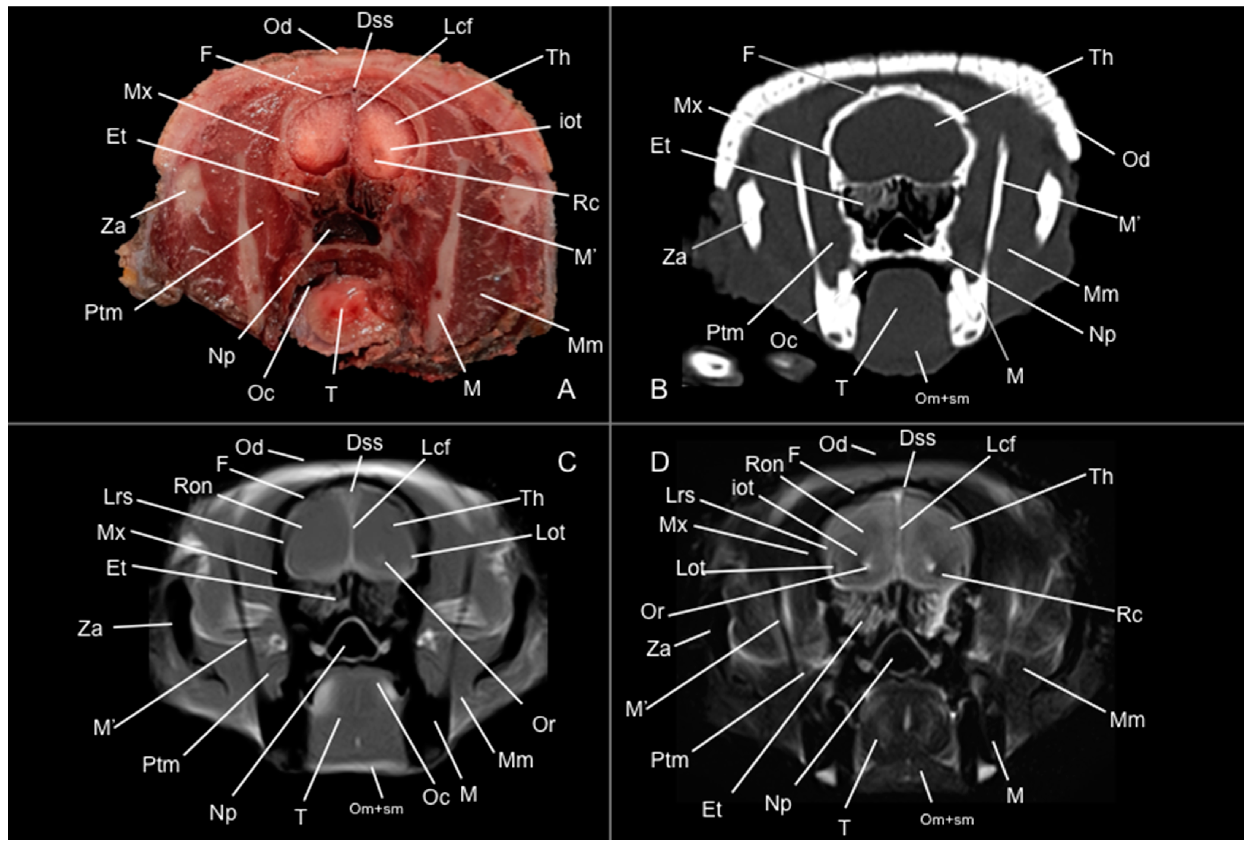 Vetsci 12 00433 g004
