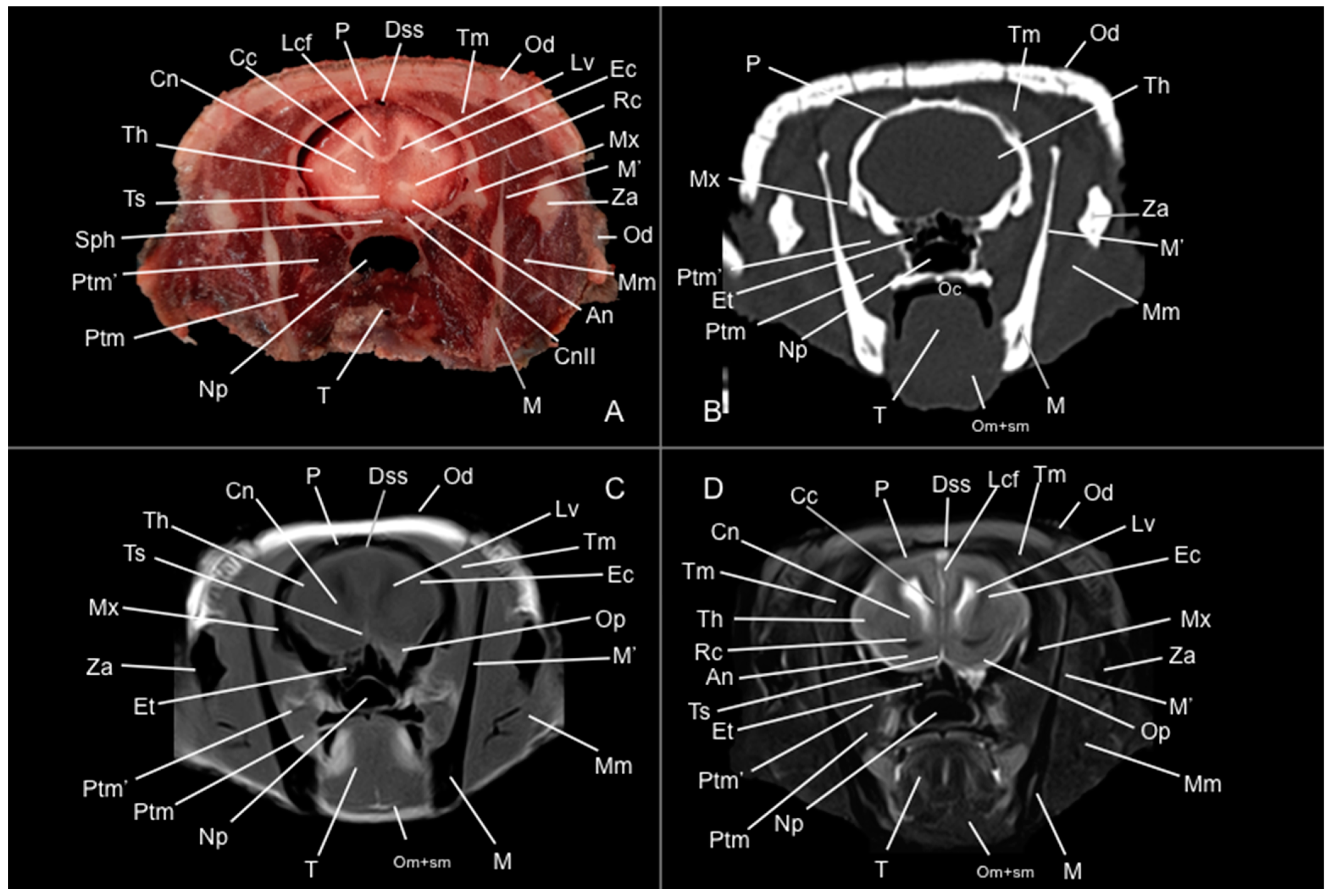 Vetsci 12 00433 g005