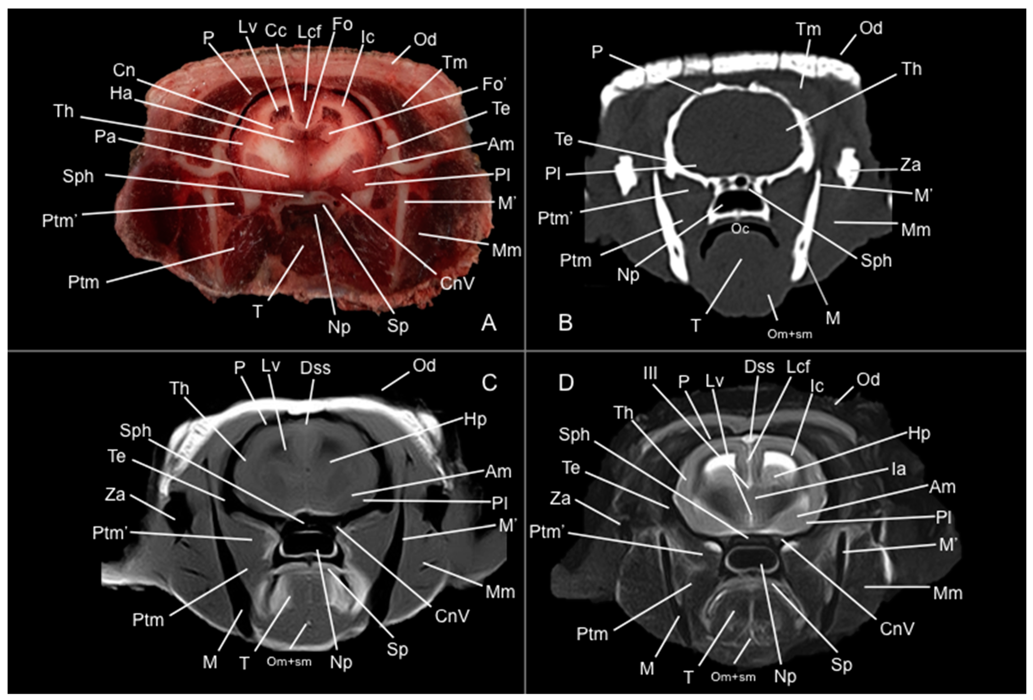 Vetsci 12 00433 g006