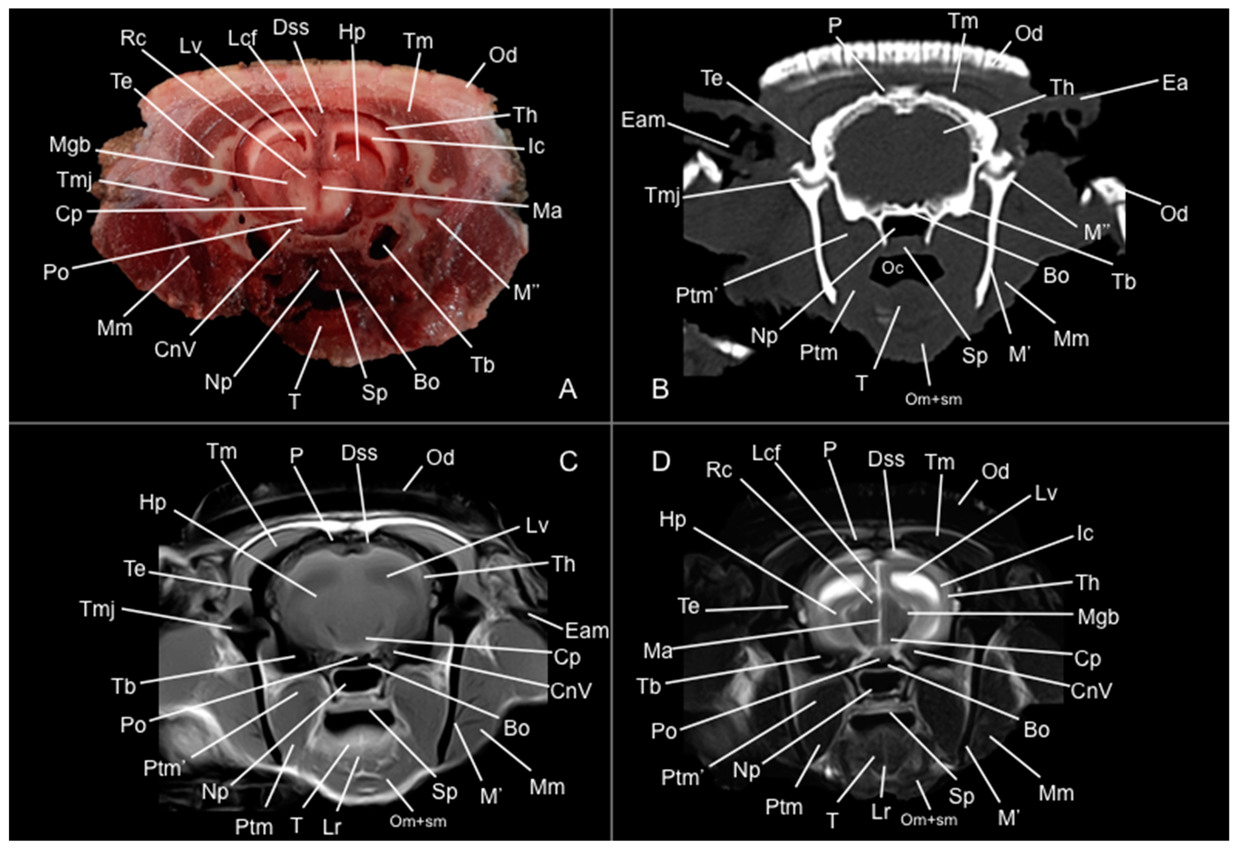 Vetsci 12 00433 g008