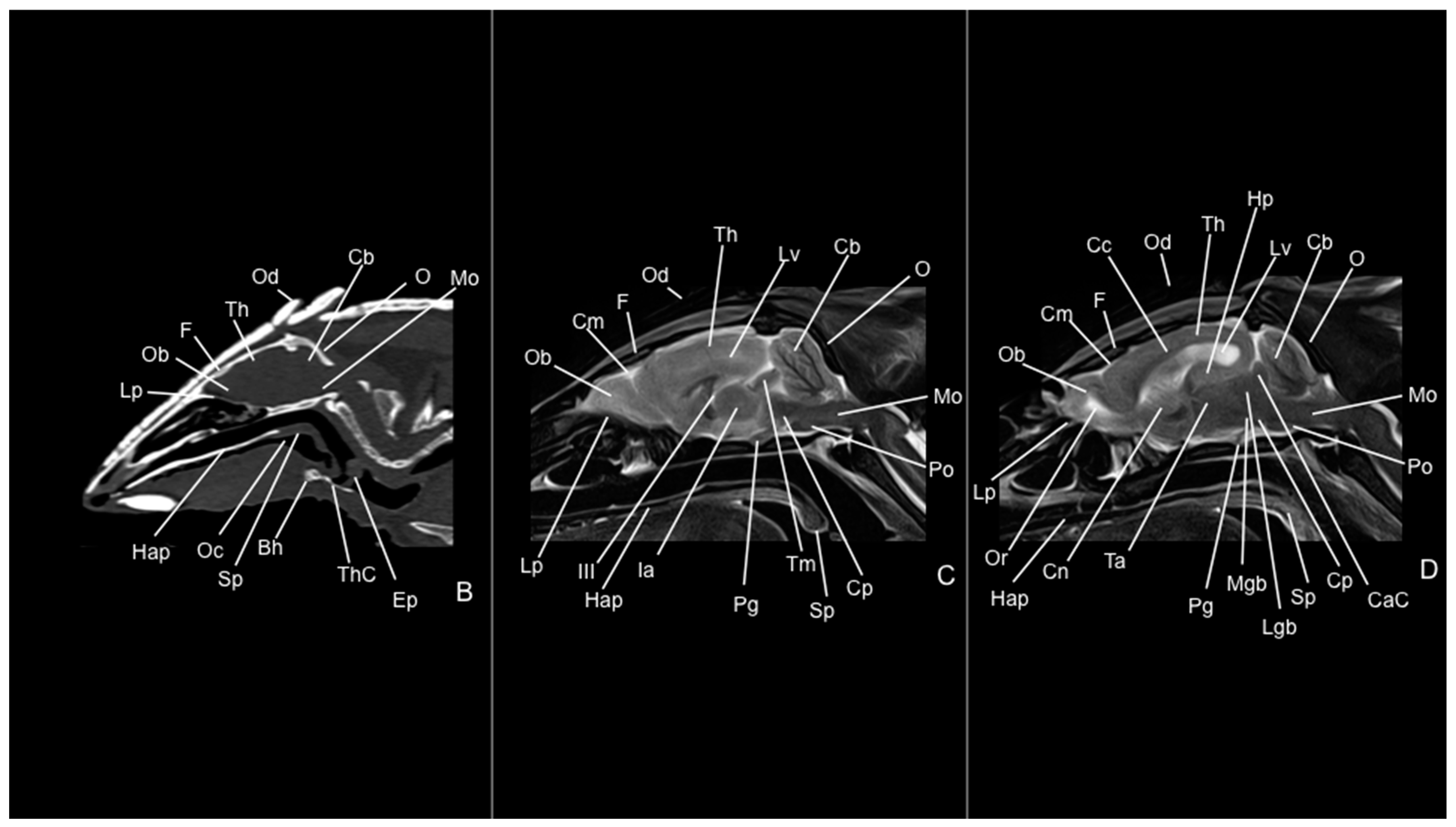 Vetsci 12 00433 g010
