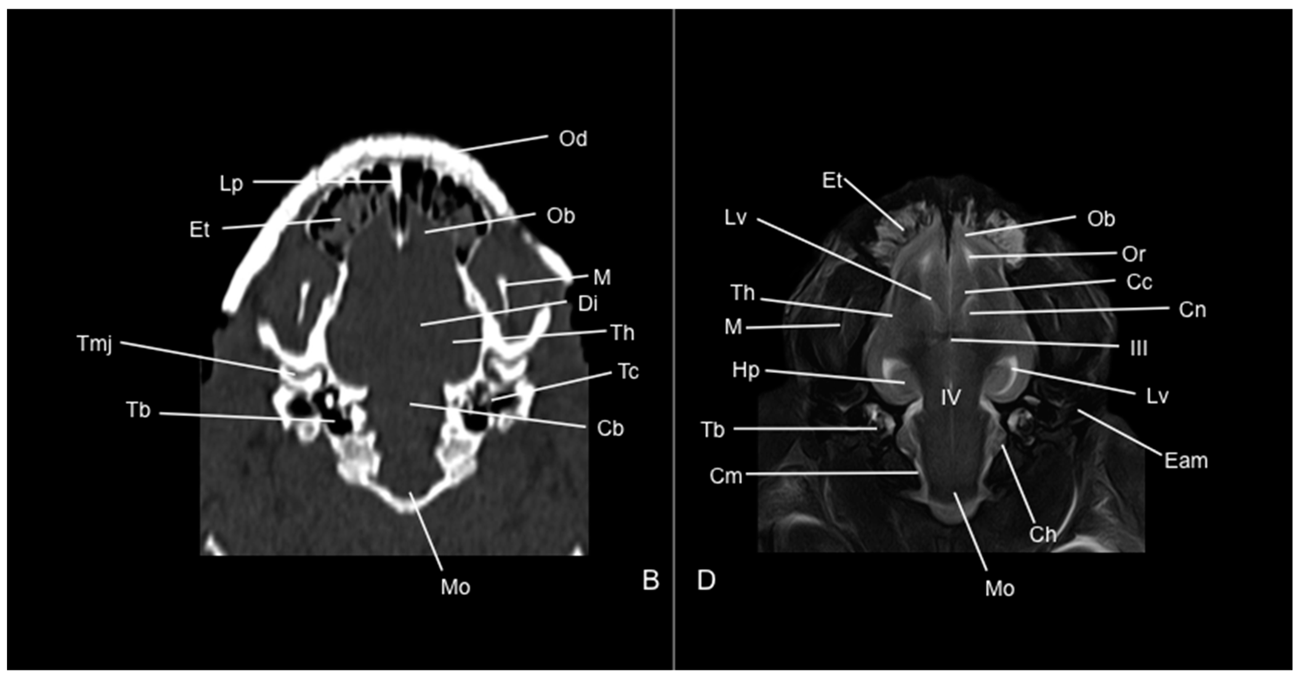 Vetsci 12 00433 g011