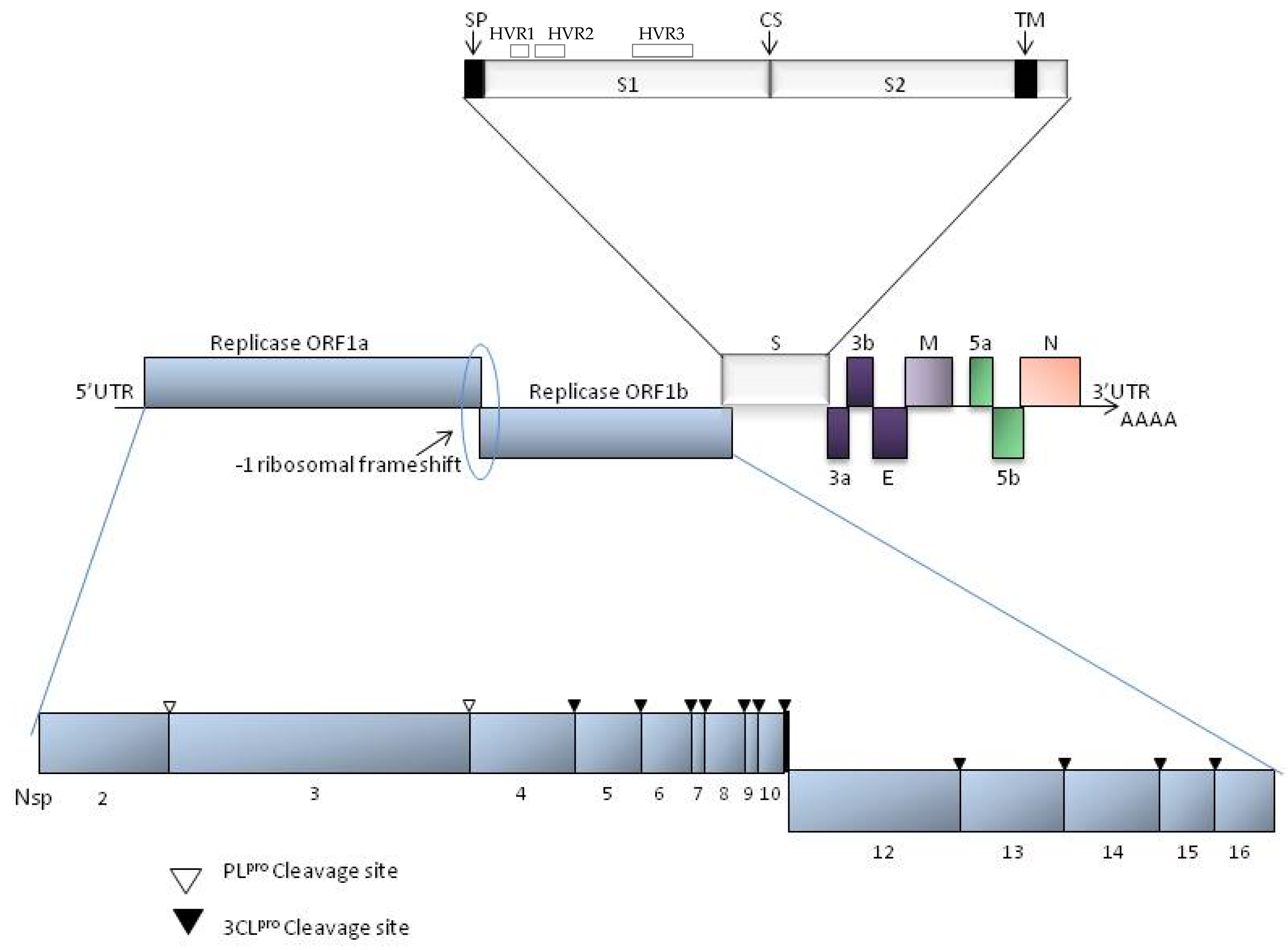 Vetsci 12 00435 g001