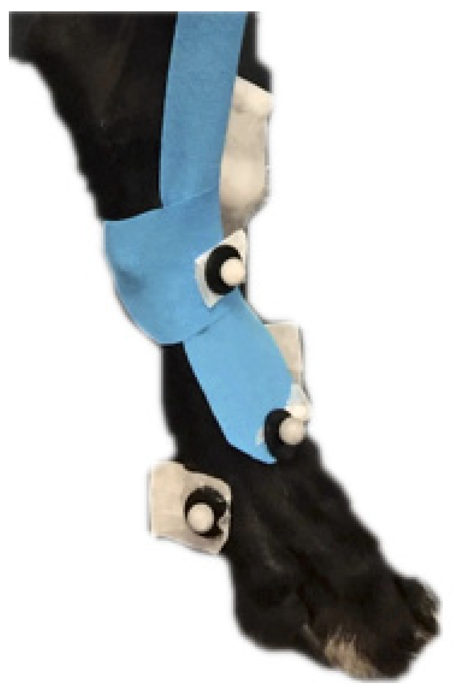 Vetsci 12 00439 g005