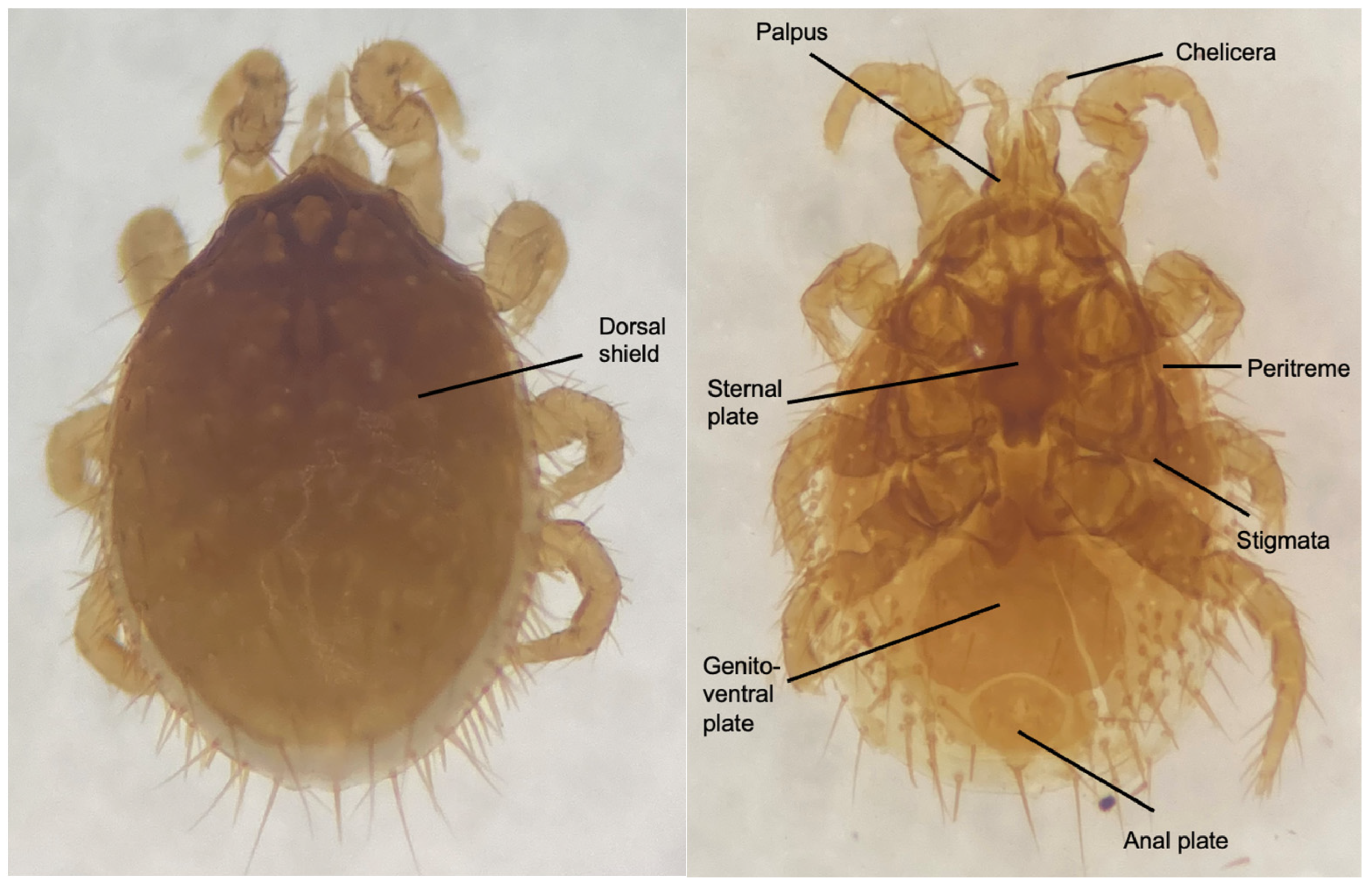 Vetsci 12 00443 g002