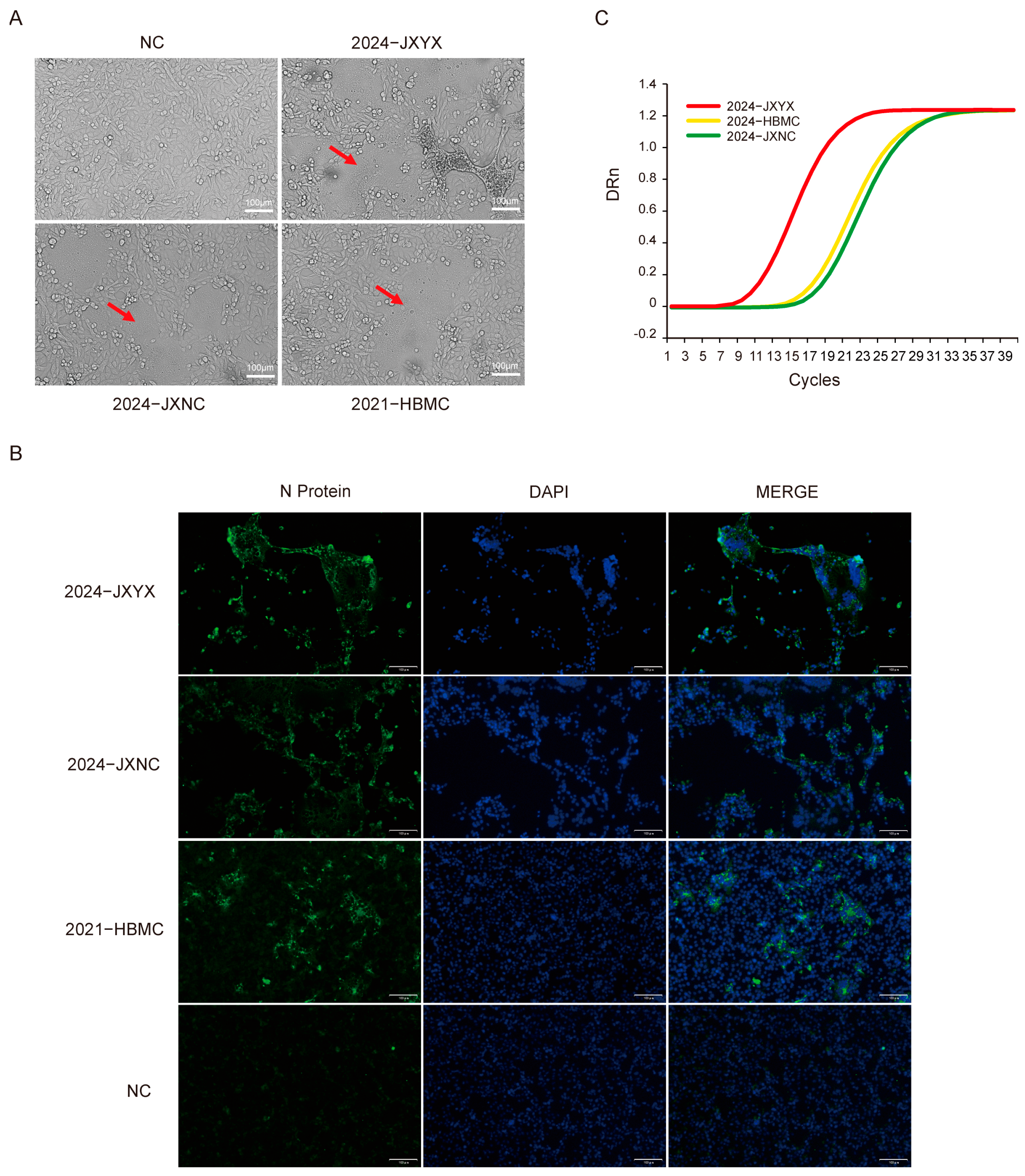 Vetsci 12 00444 g001