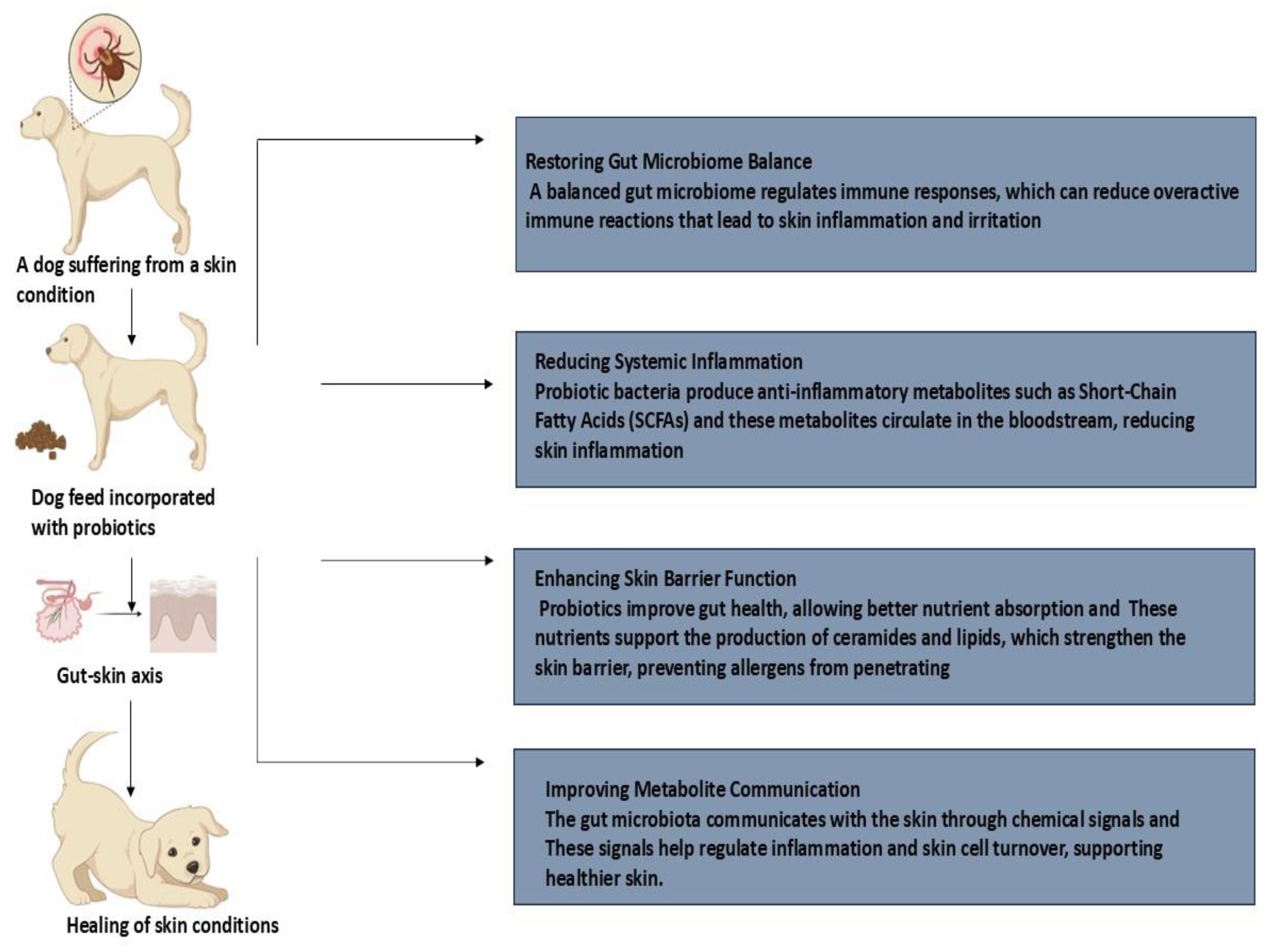 Vetsci 12 00449 g003