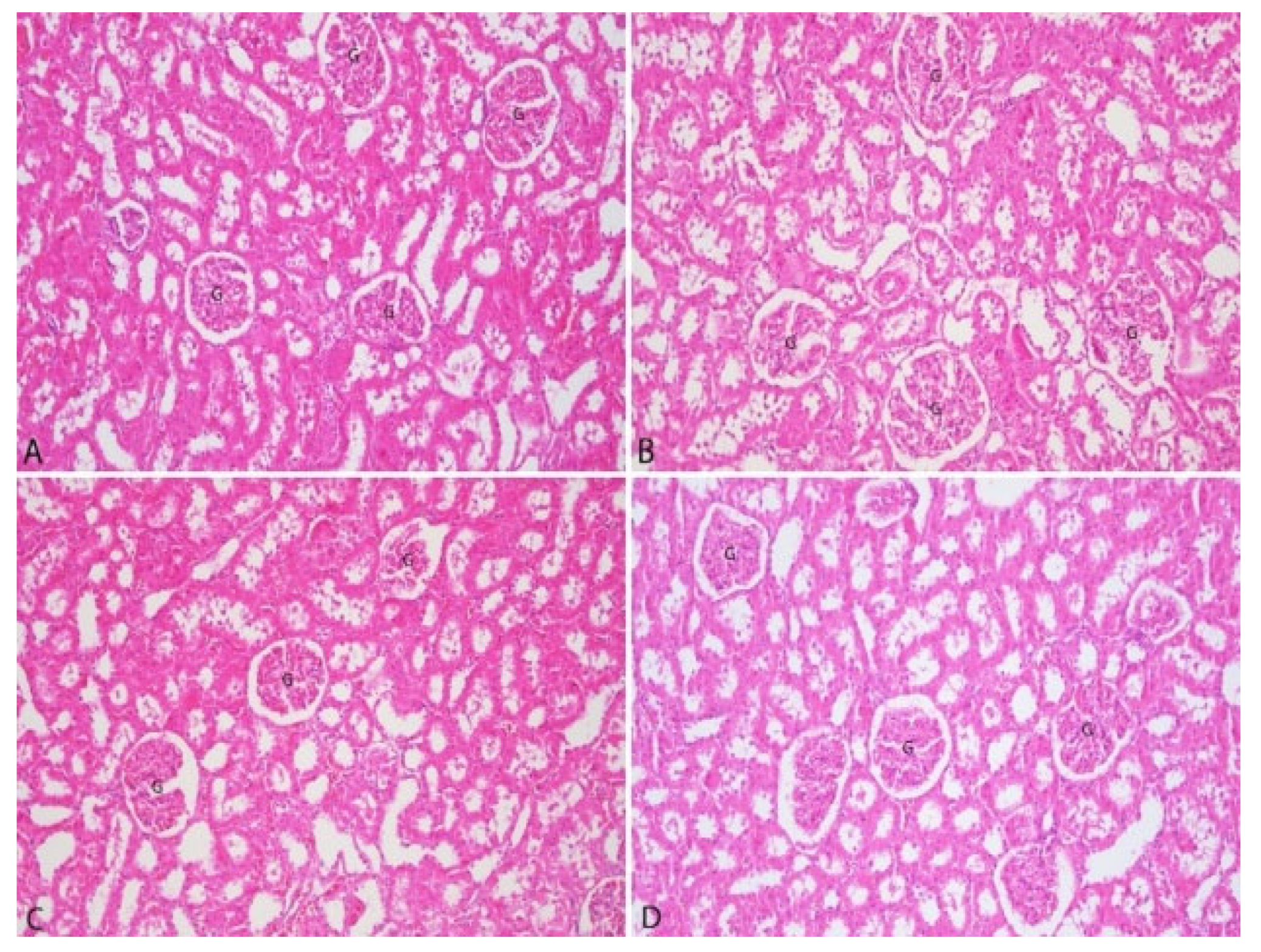 Vetsci 12 00451 g005