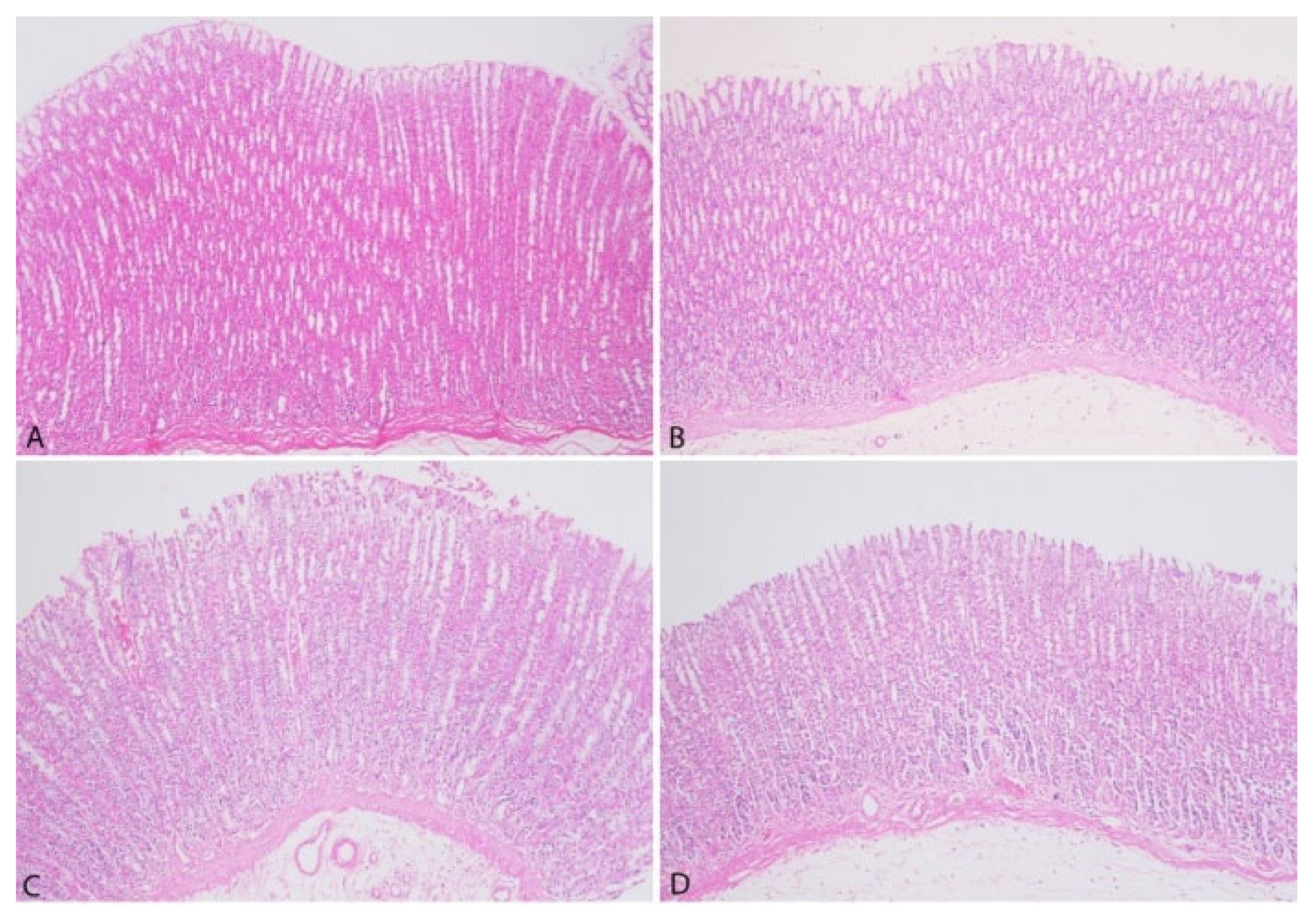 Vetsci 12 00451 g006