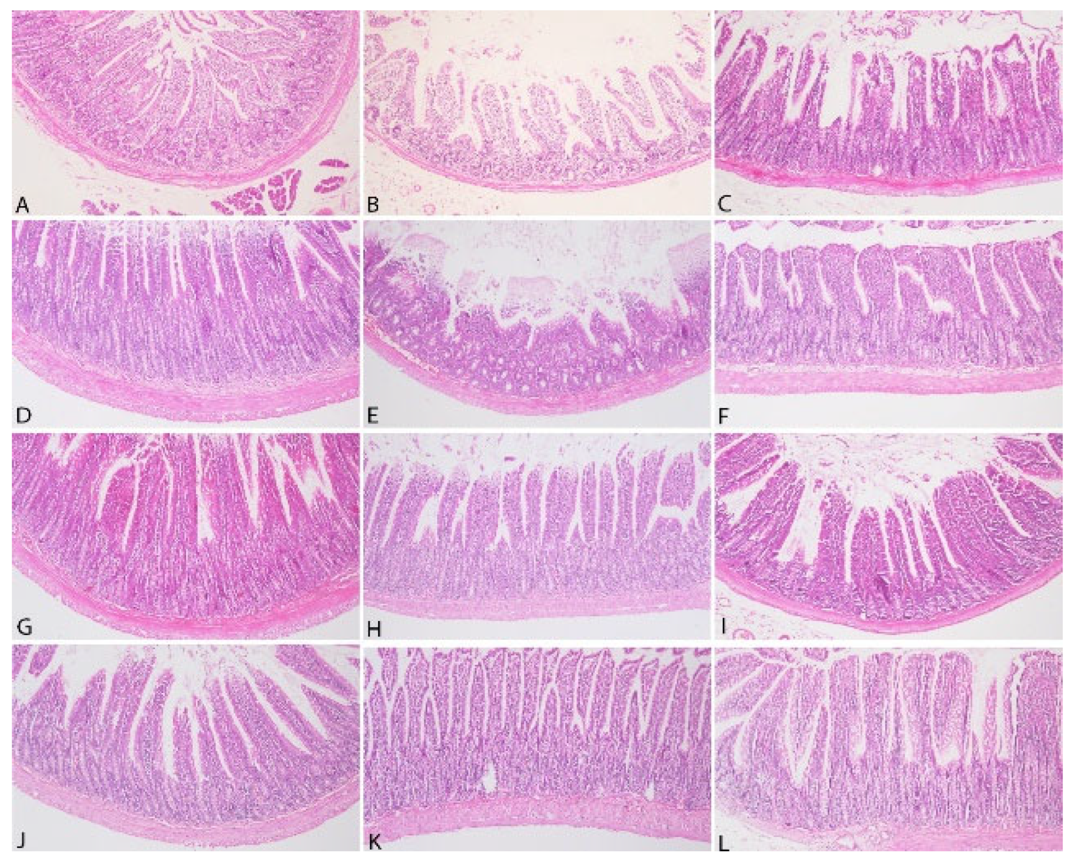 Vetsci 12 00451 g007