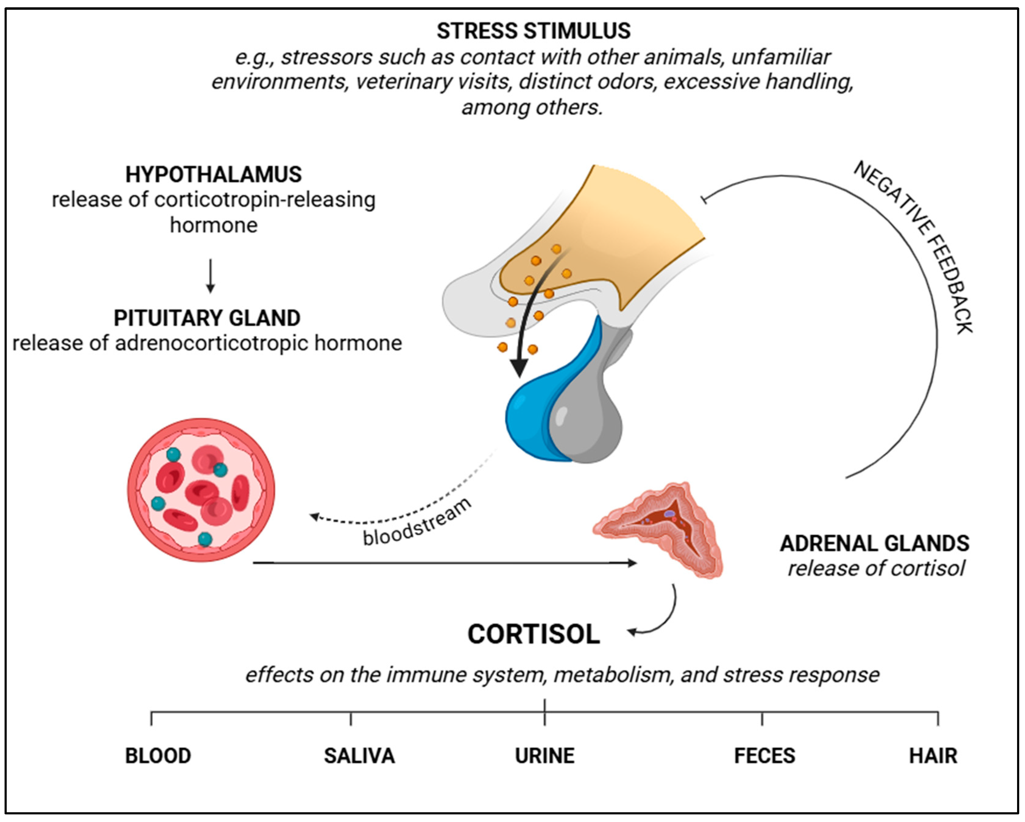 Vetsci 12 00453 g006