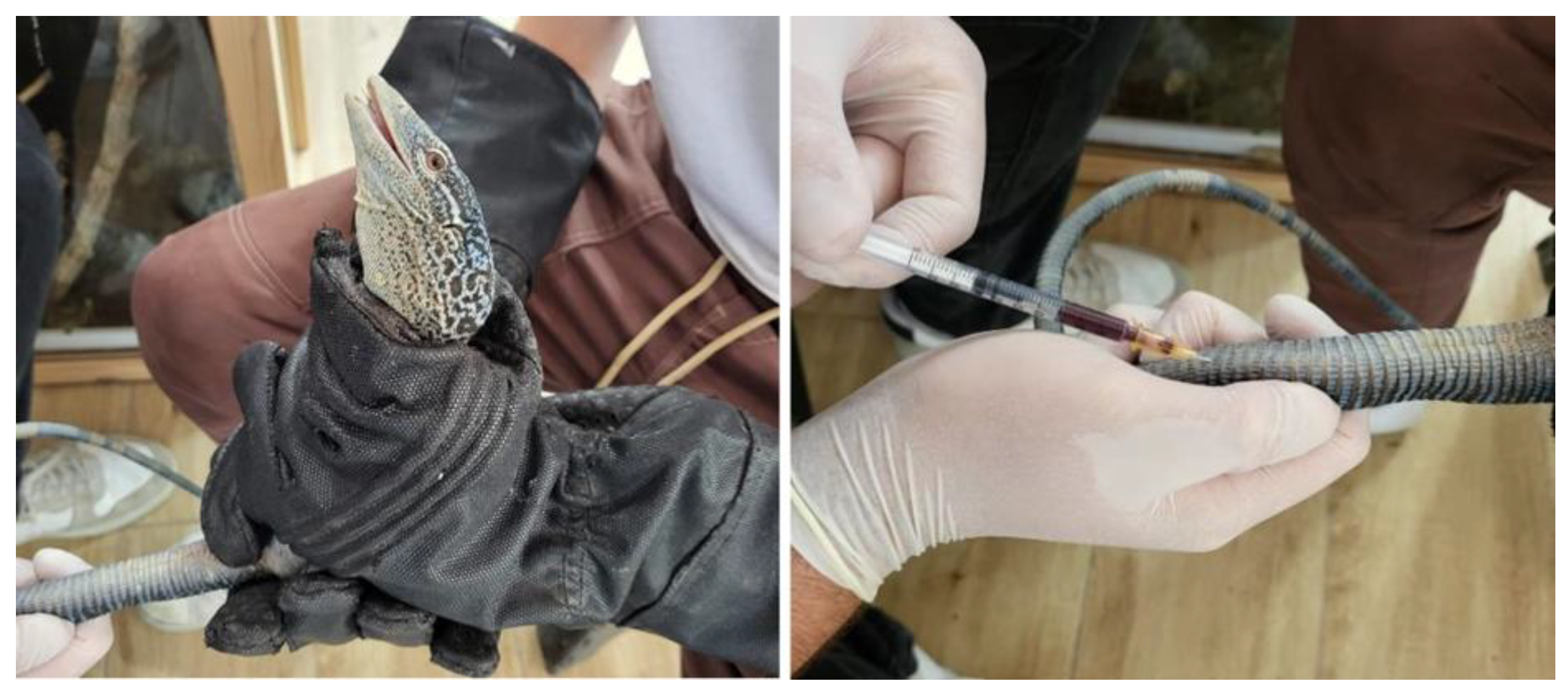 Vetsci 12 00454 g001