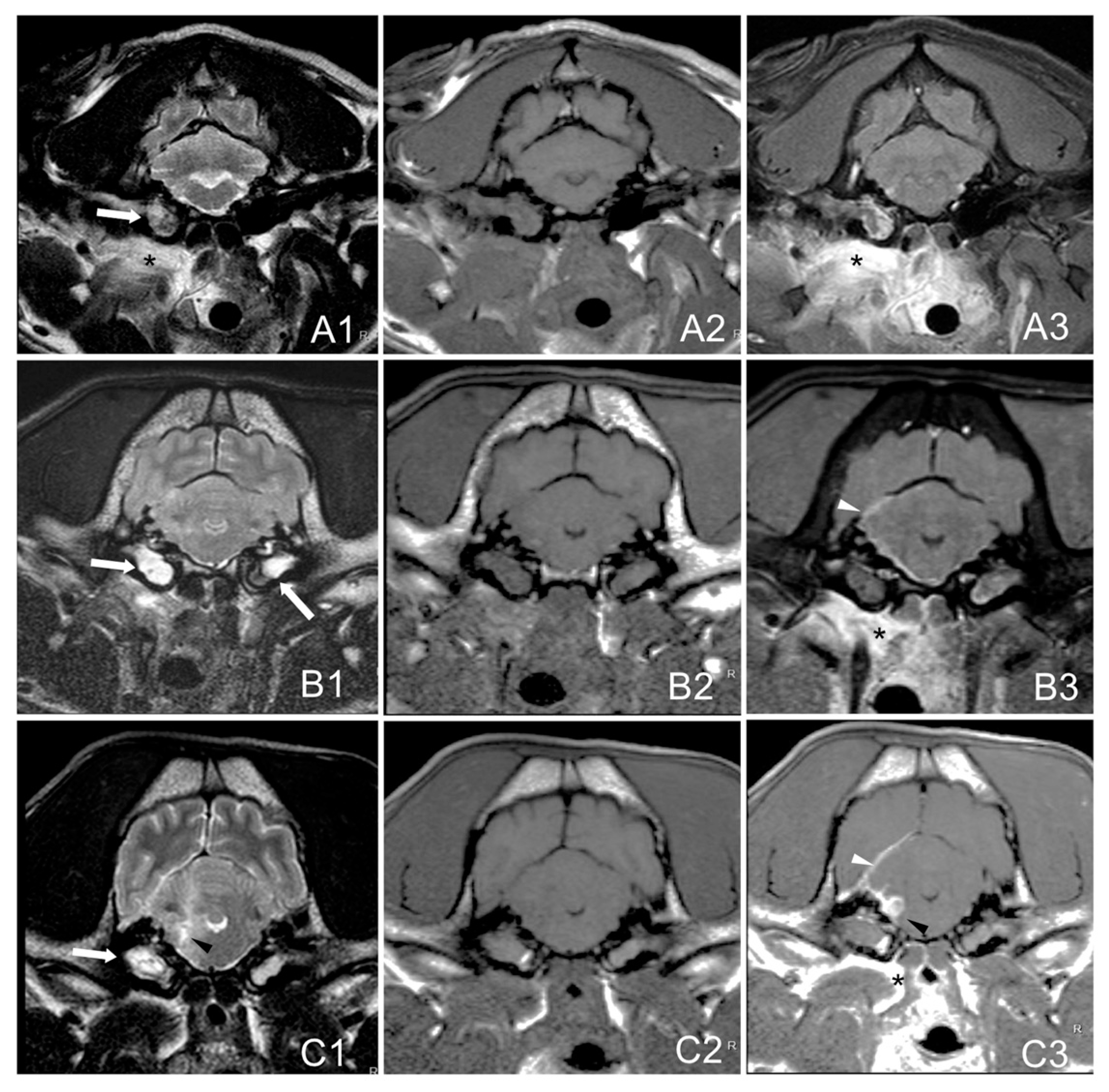 Vetsci 12 00456 g001