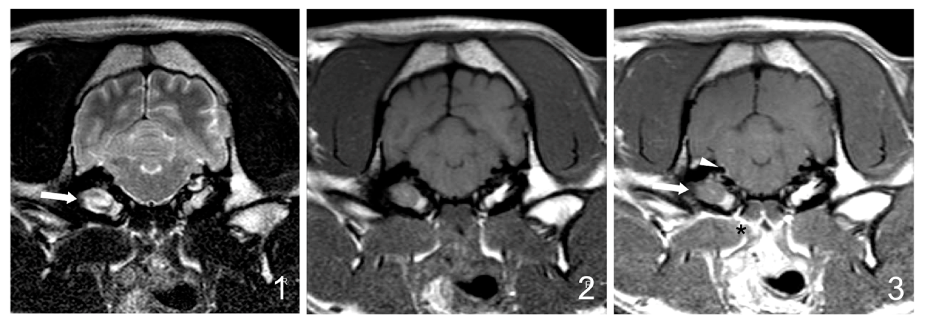 Vetsci 12 00456 g004