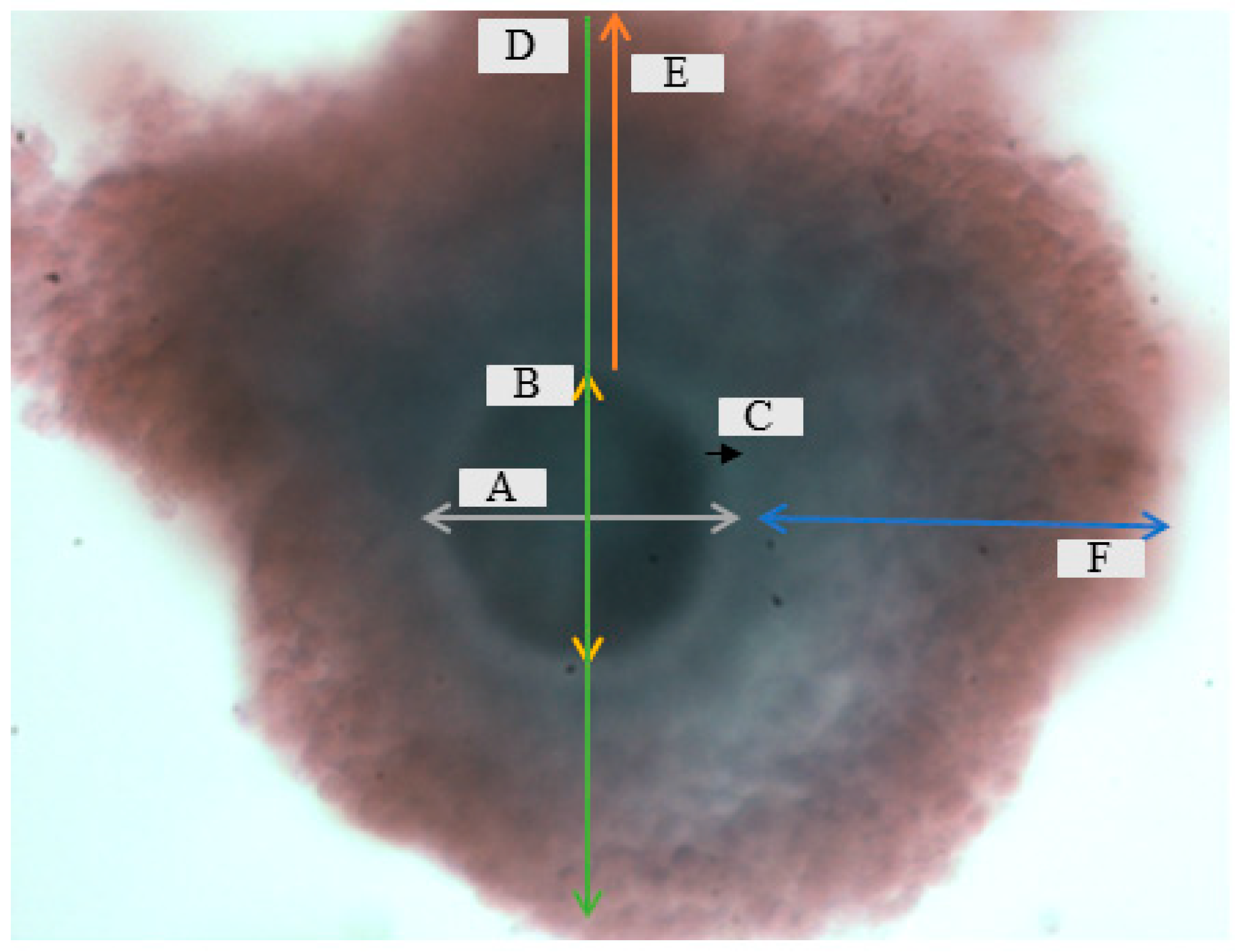 Vetsci 12 00461 g001
