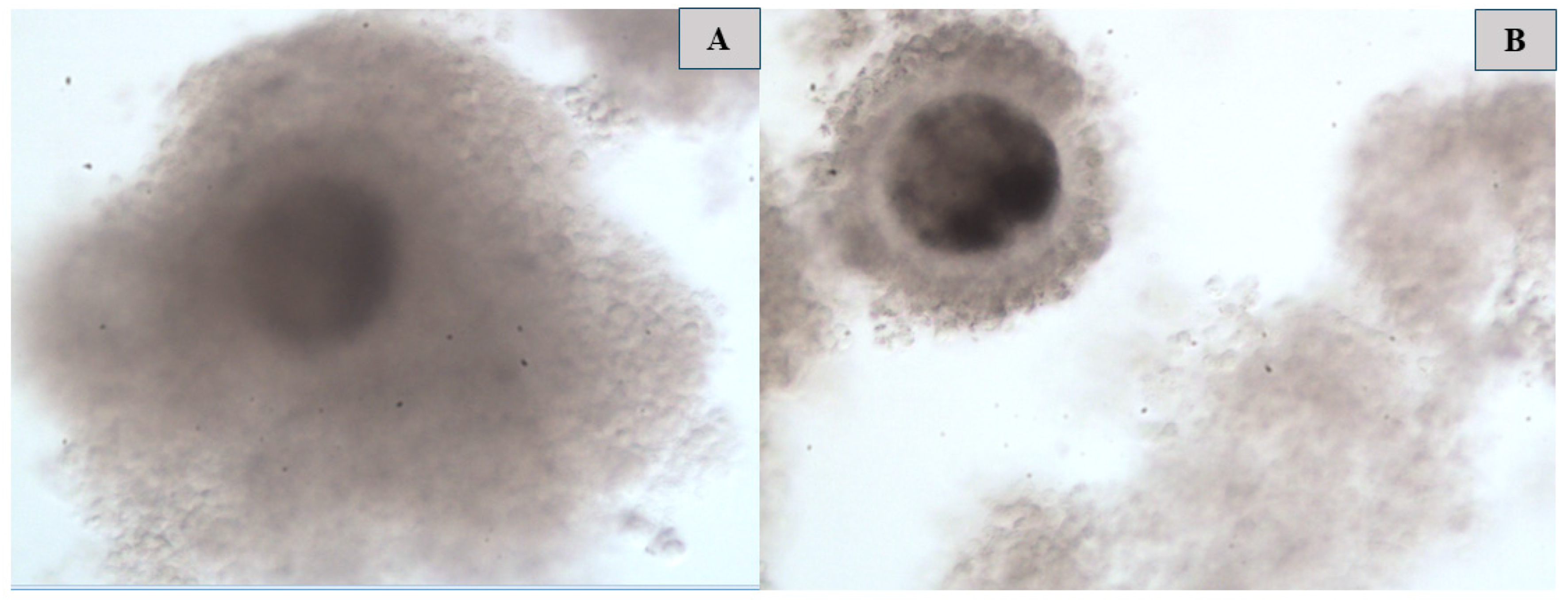 Vetsci 12 00461 g003