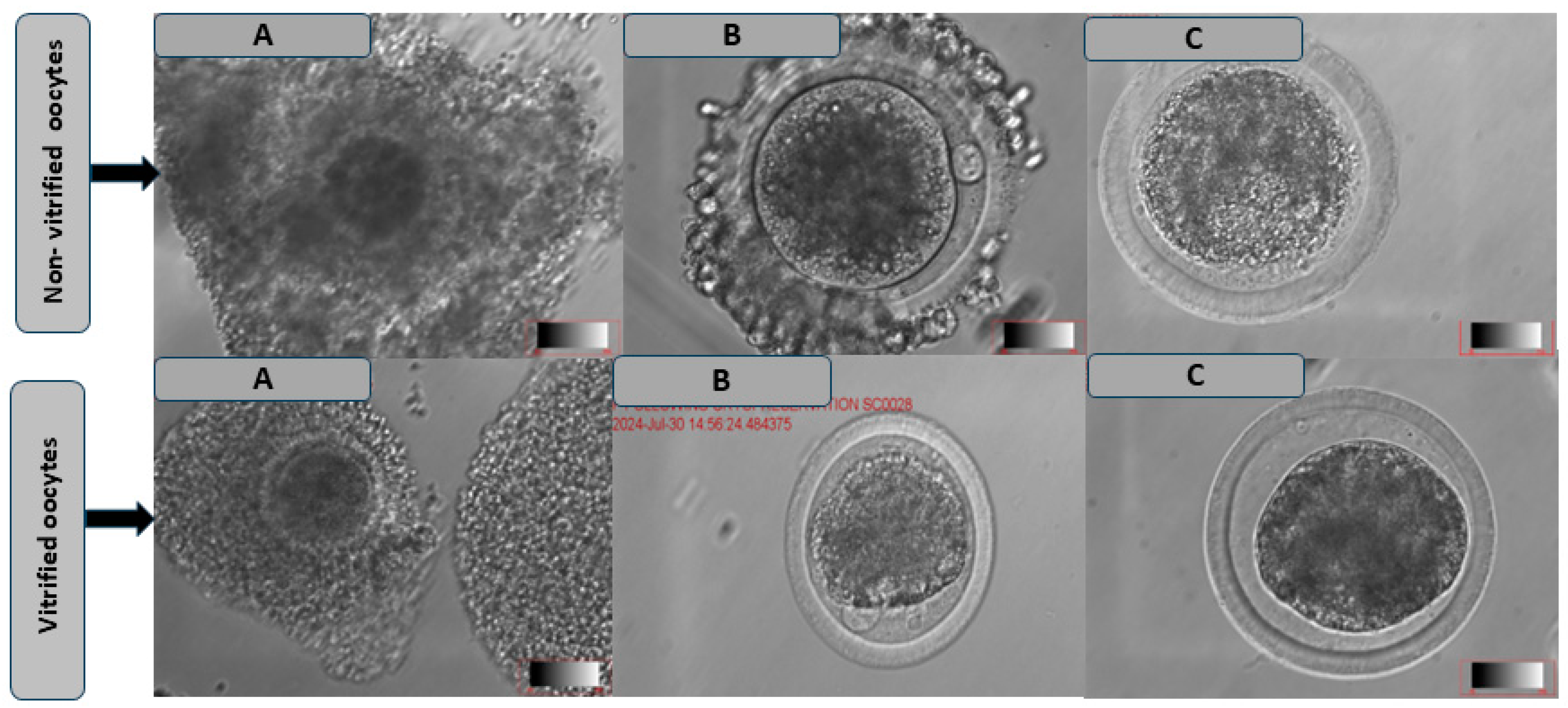 Vetsci 12 00461 g004