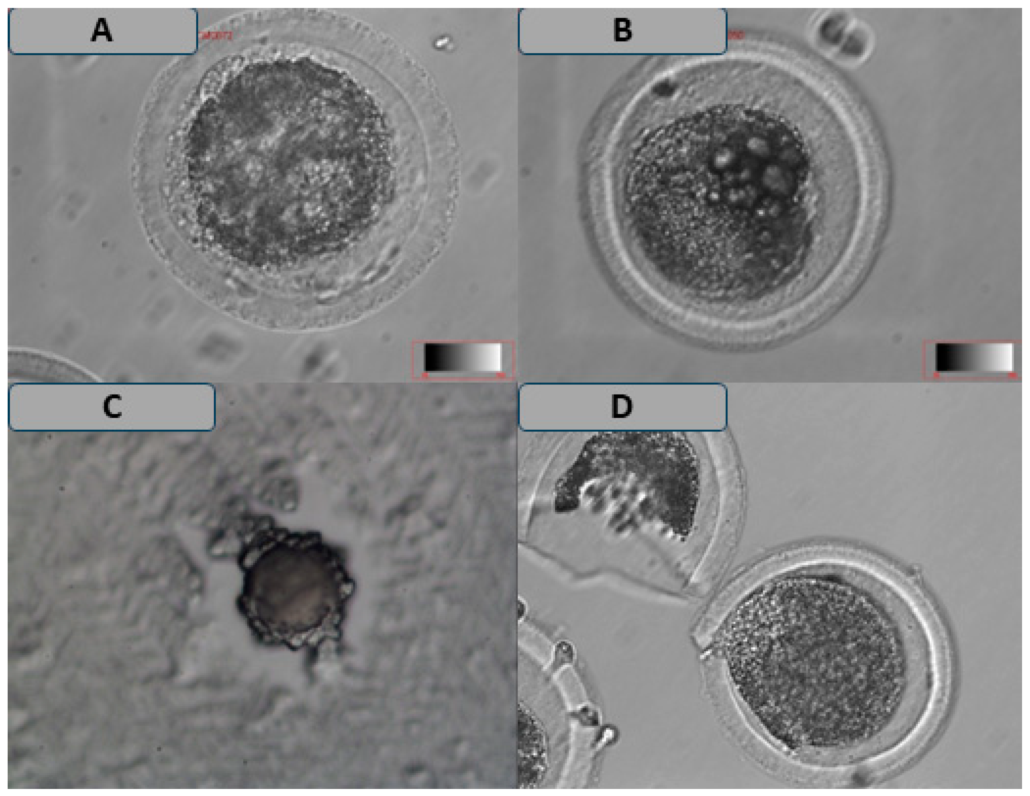 Vetsci 12 00461 g005