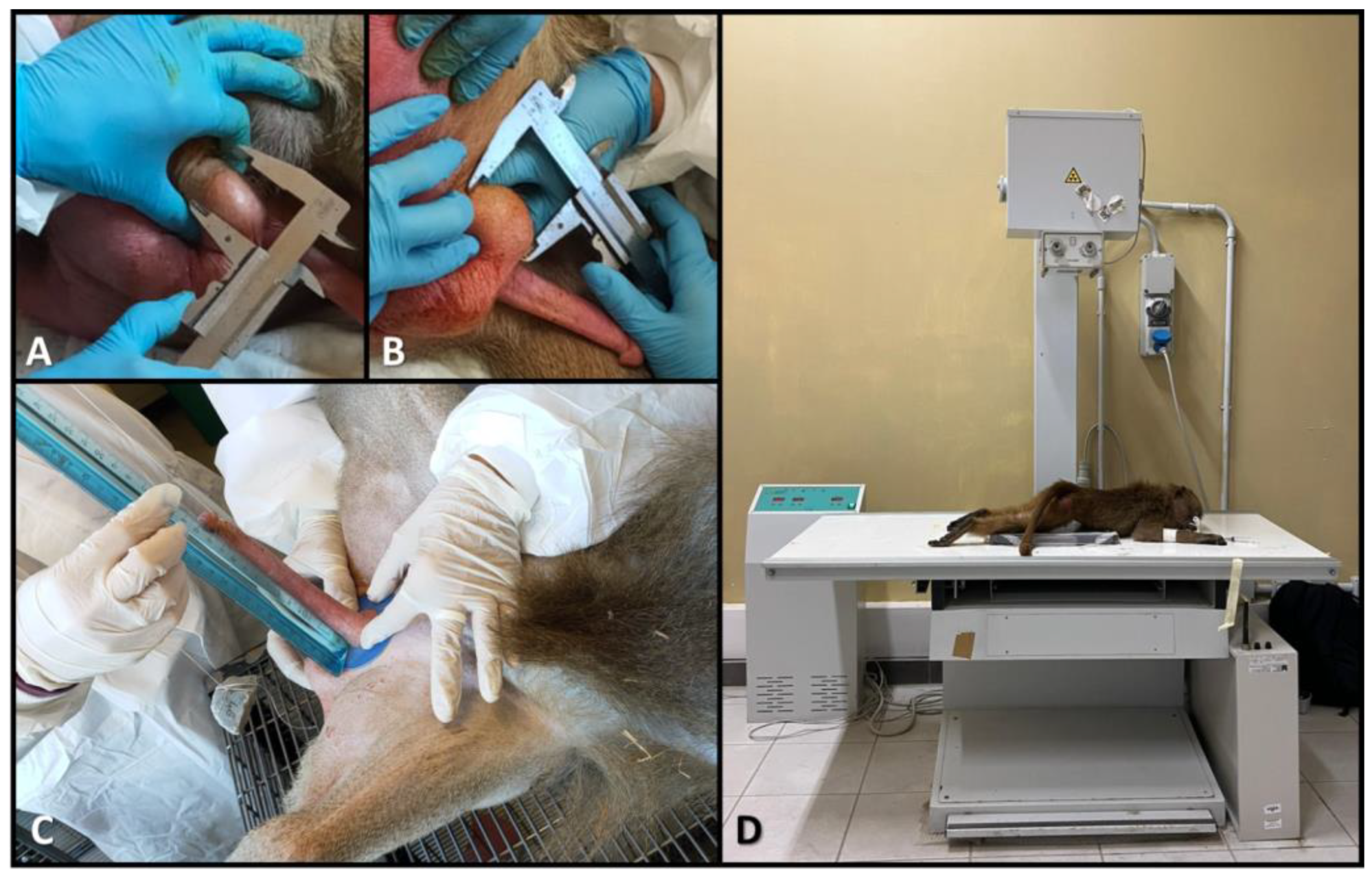 Vetsci 12 00466 g001