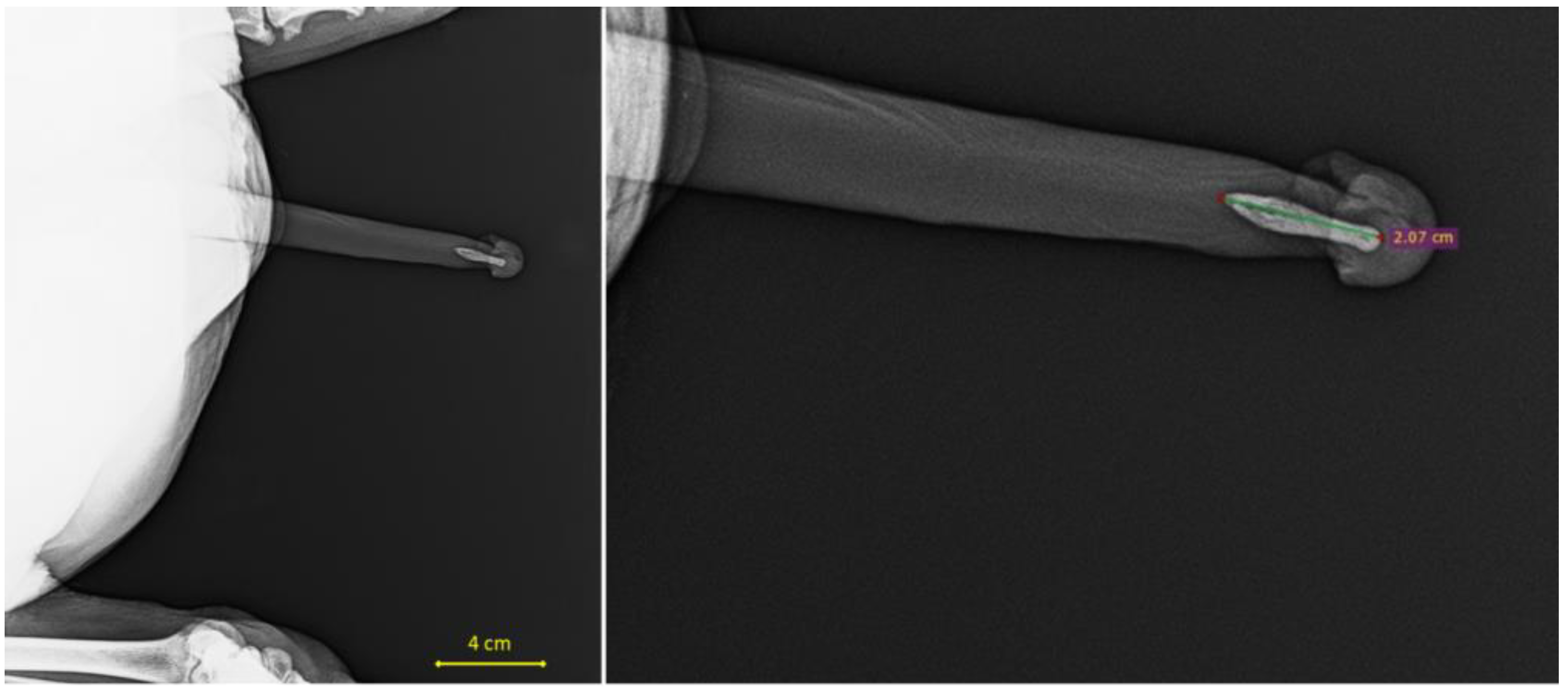 Vetsci 12 00466 g002