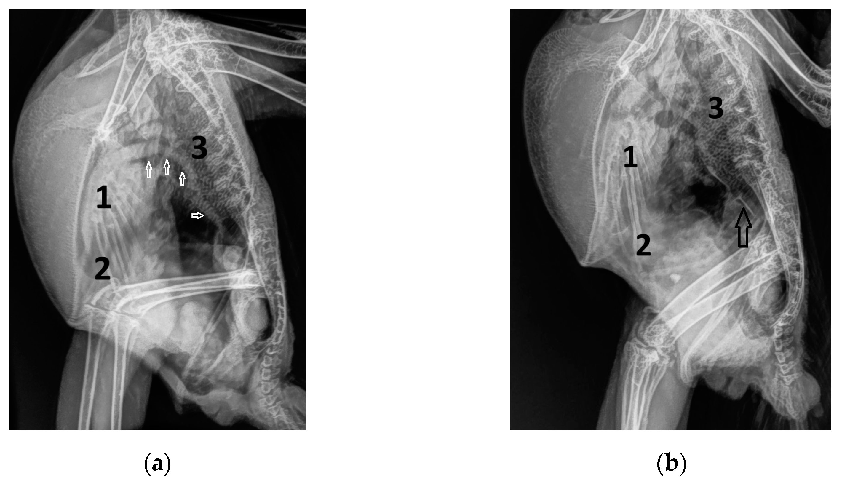 Vetsci 12 00468 g001a