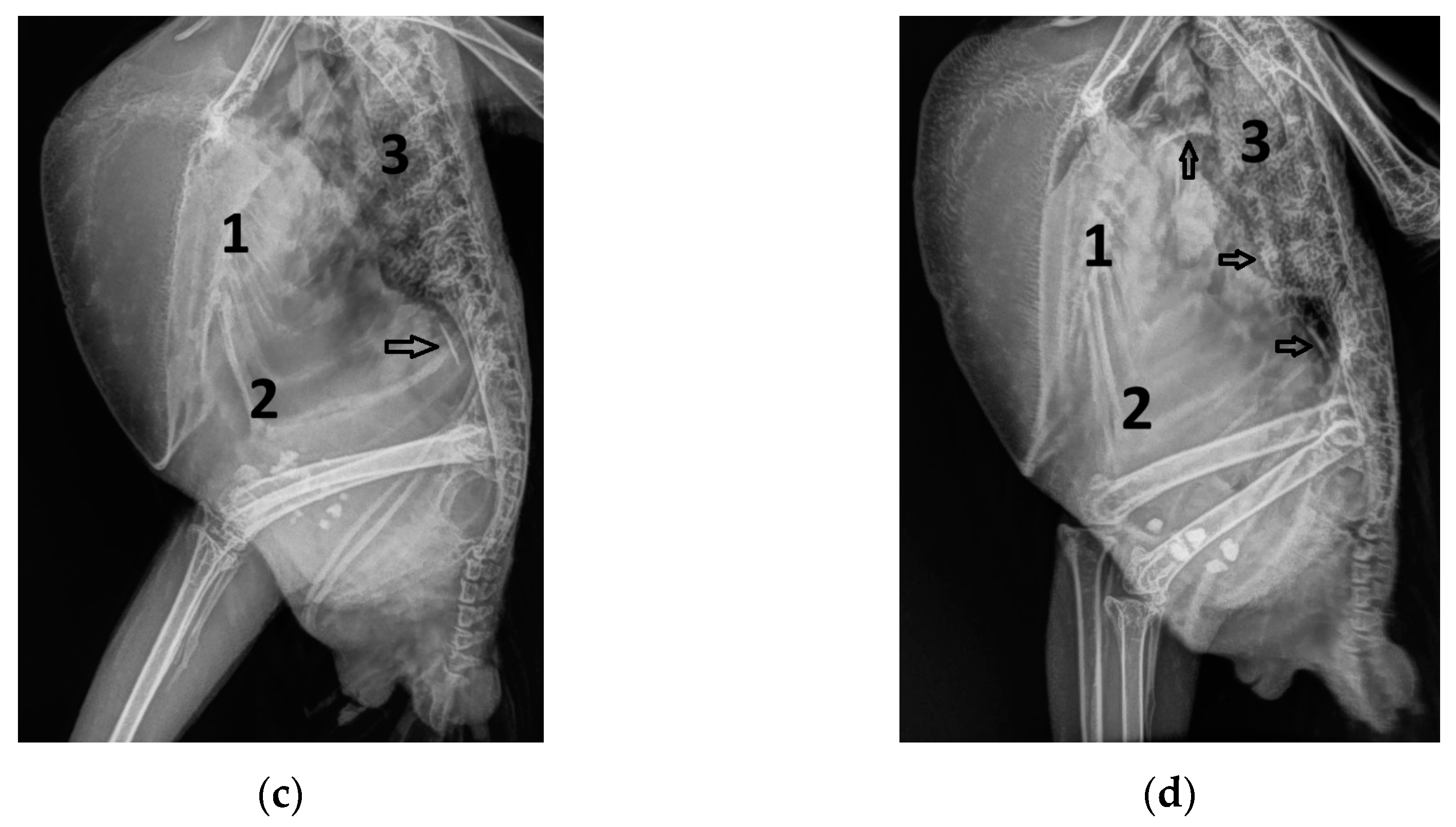 Vetsci 12 00468 g001b