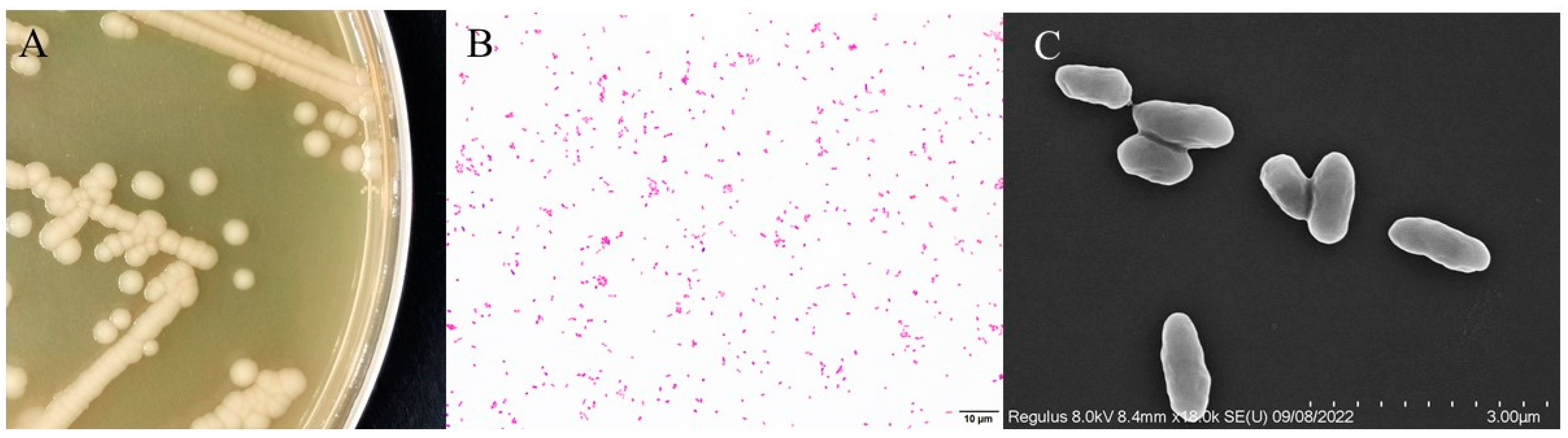 Vetsci 12 00473 g002