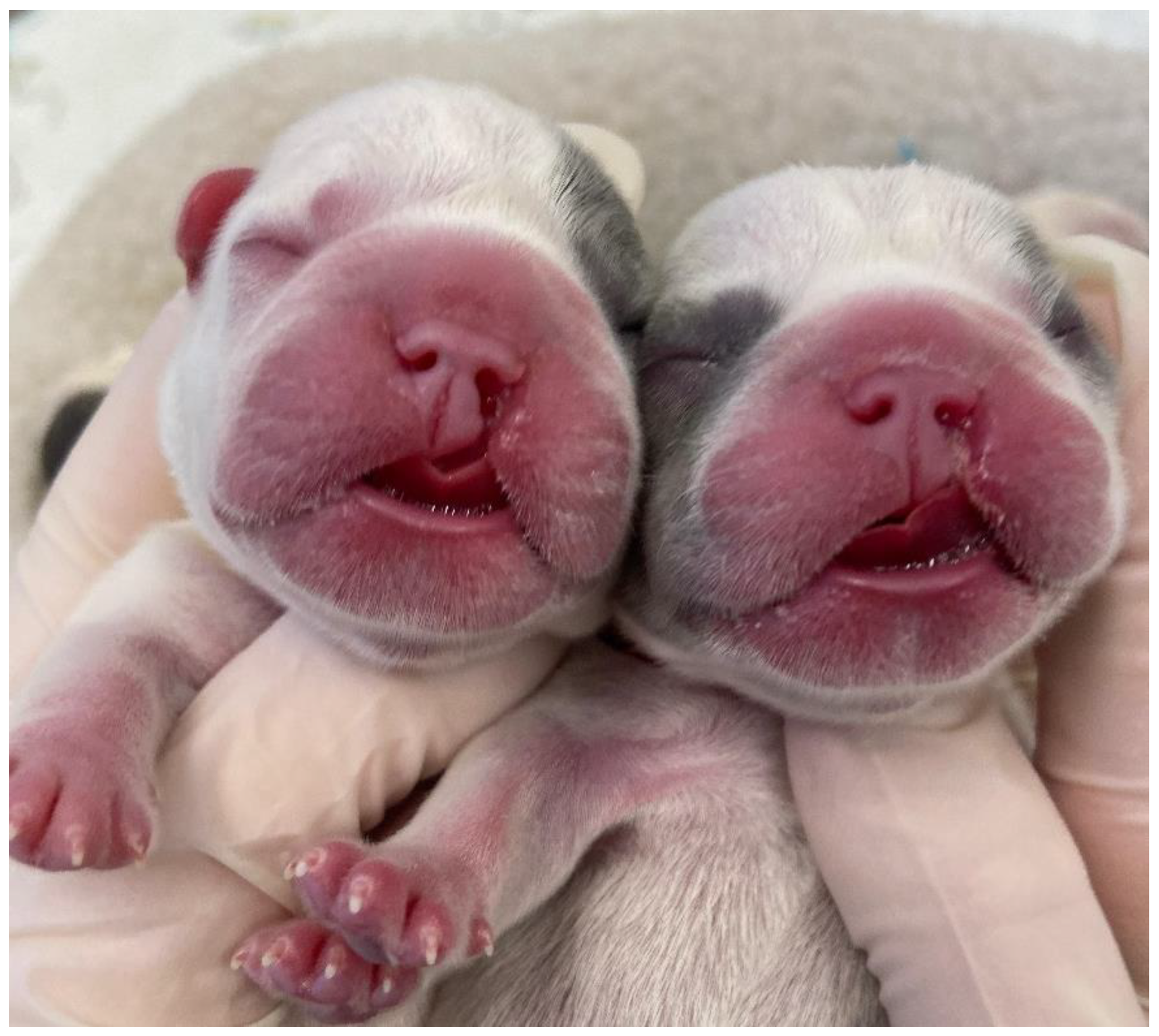 Vetsci 12 00474 g002