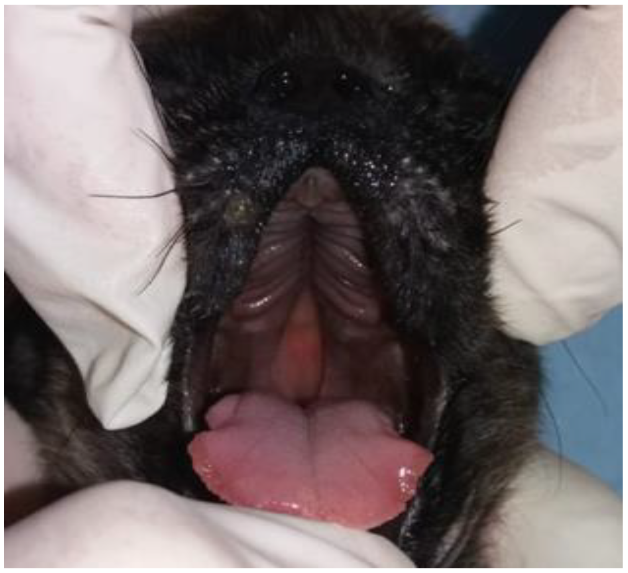 Vetsci 12 00474 g003