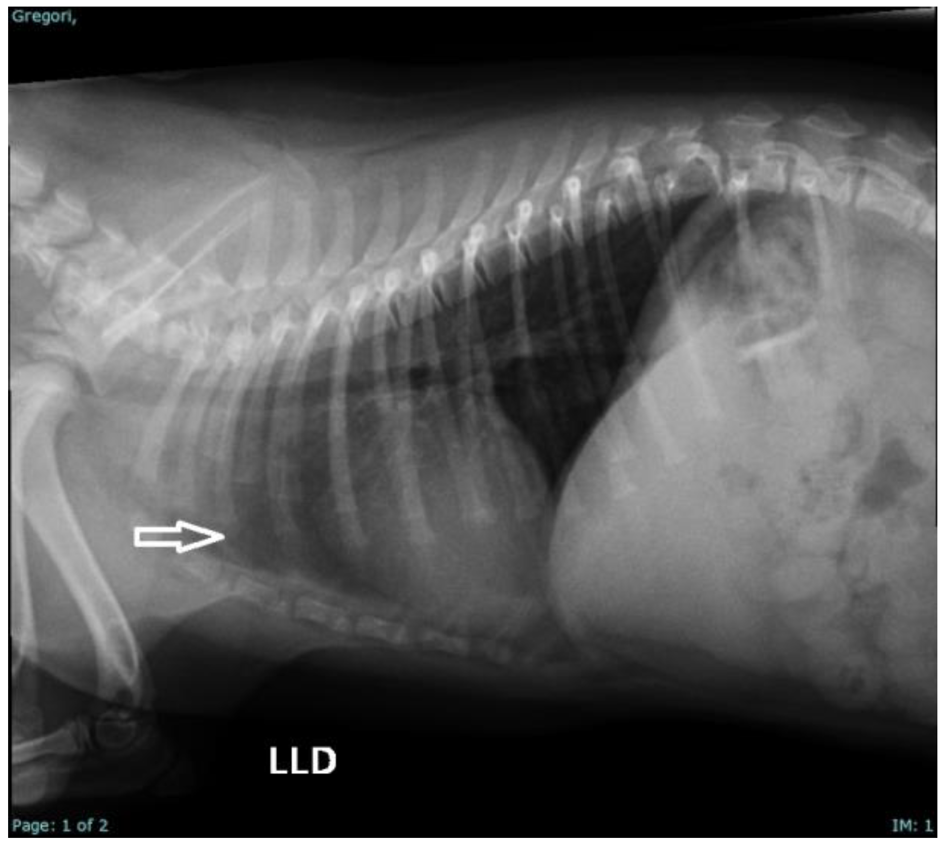 Vetsci 12 00474 g005