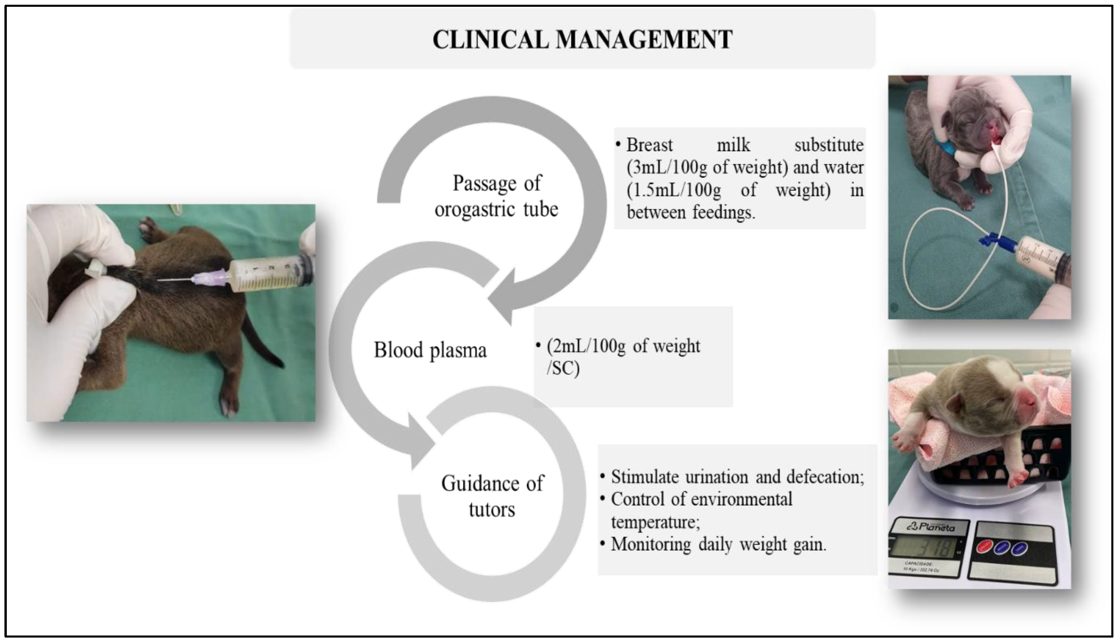 Vetsci 12 00474 g006