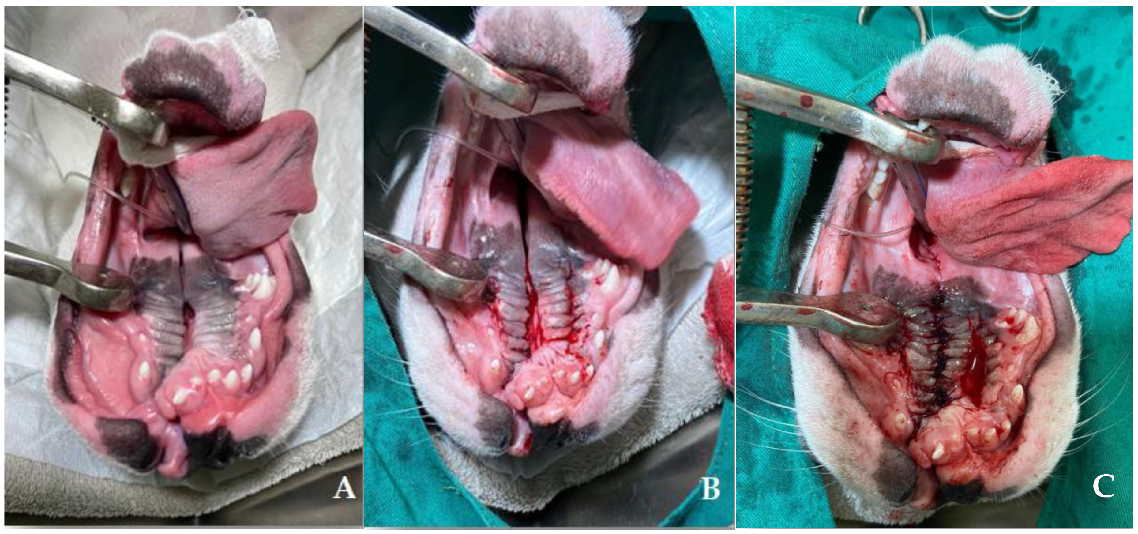 Vetsci 12 00474 g007