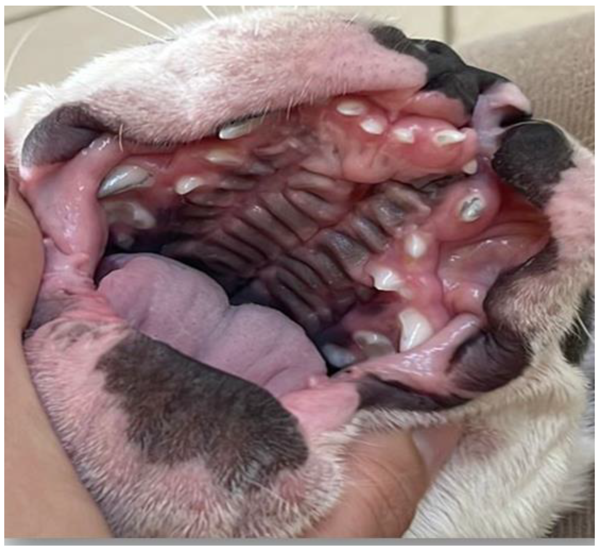 Vetsci 12 00474 g008