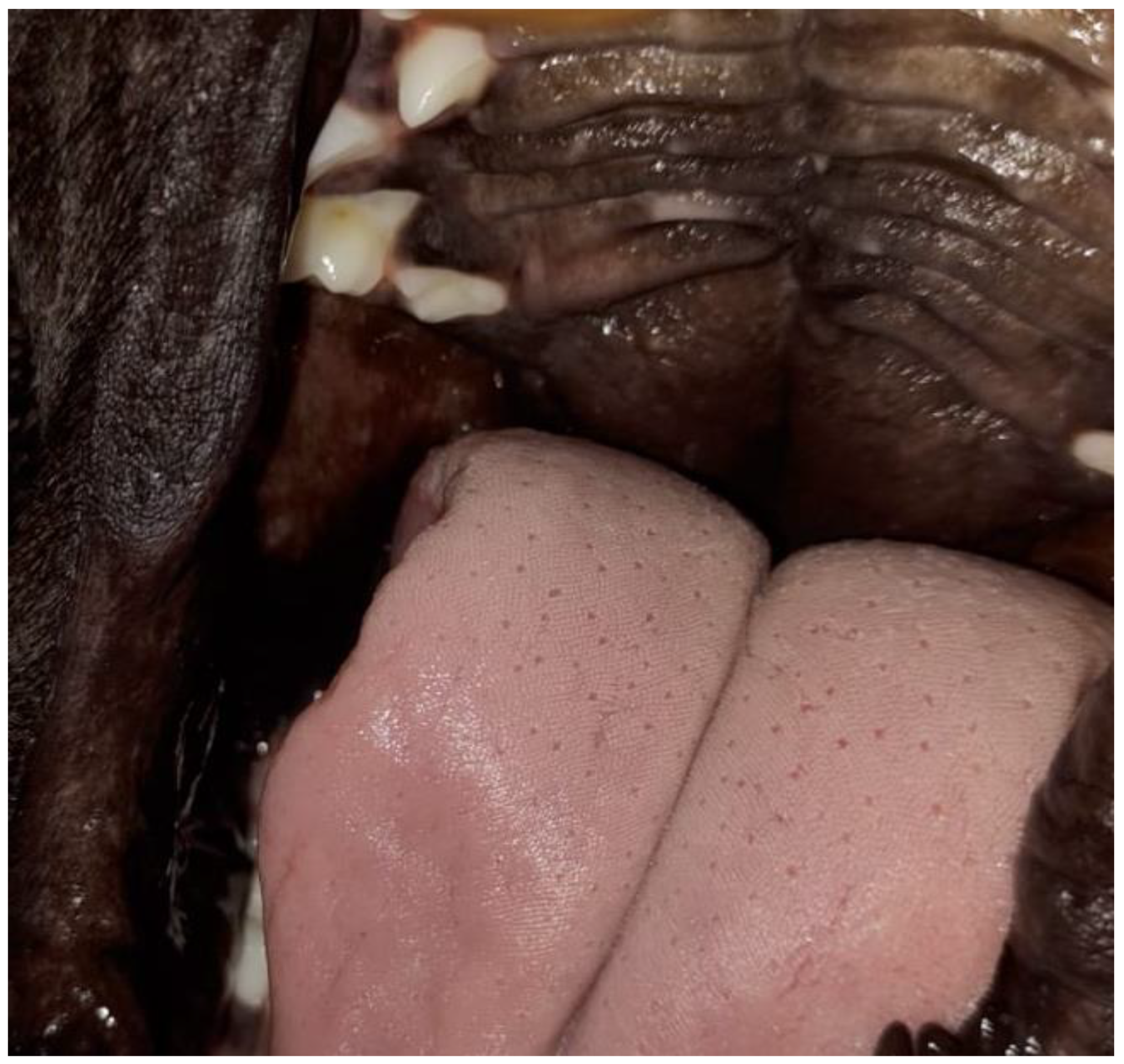 Vetsci 12 00474 g009